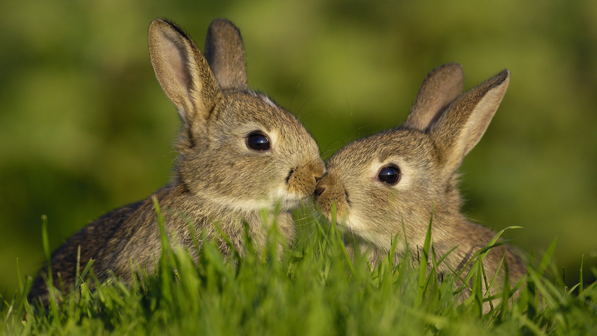 Awesome Rabbit & Bunny free wallpaper ID:249042 for full hd 1080p computer