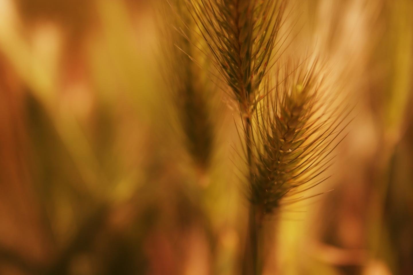 Download hd 1440x960 Wheat desktop background ID:391960 for free