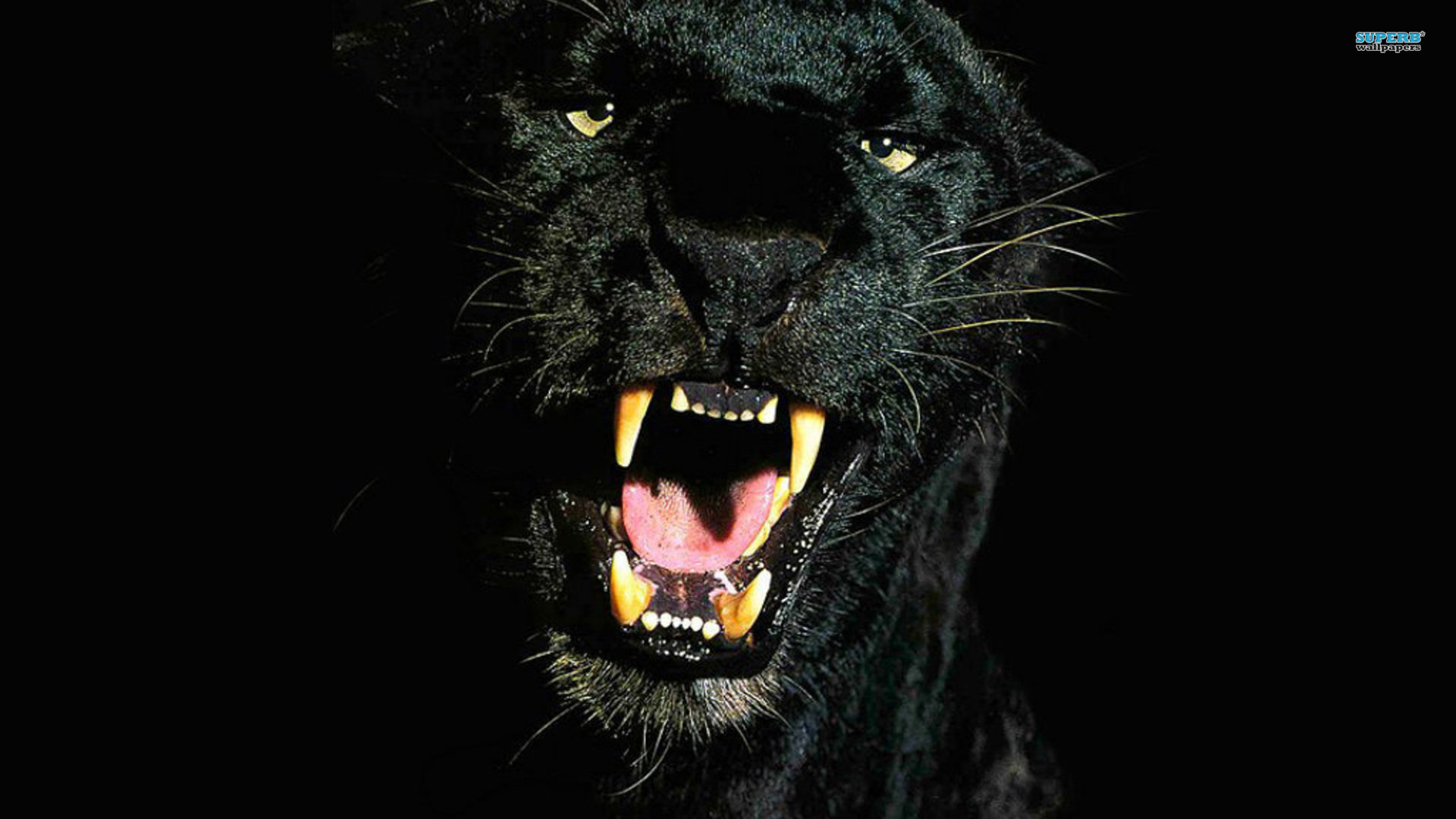 Free Panther high quality background ID:357191 for full hd 1080p computer