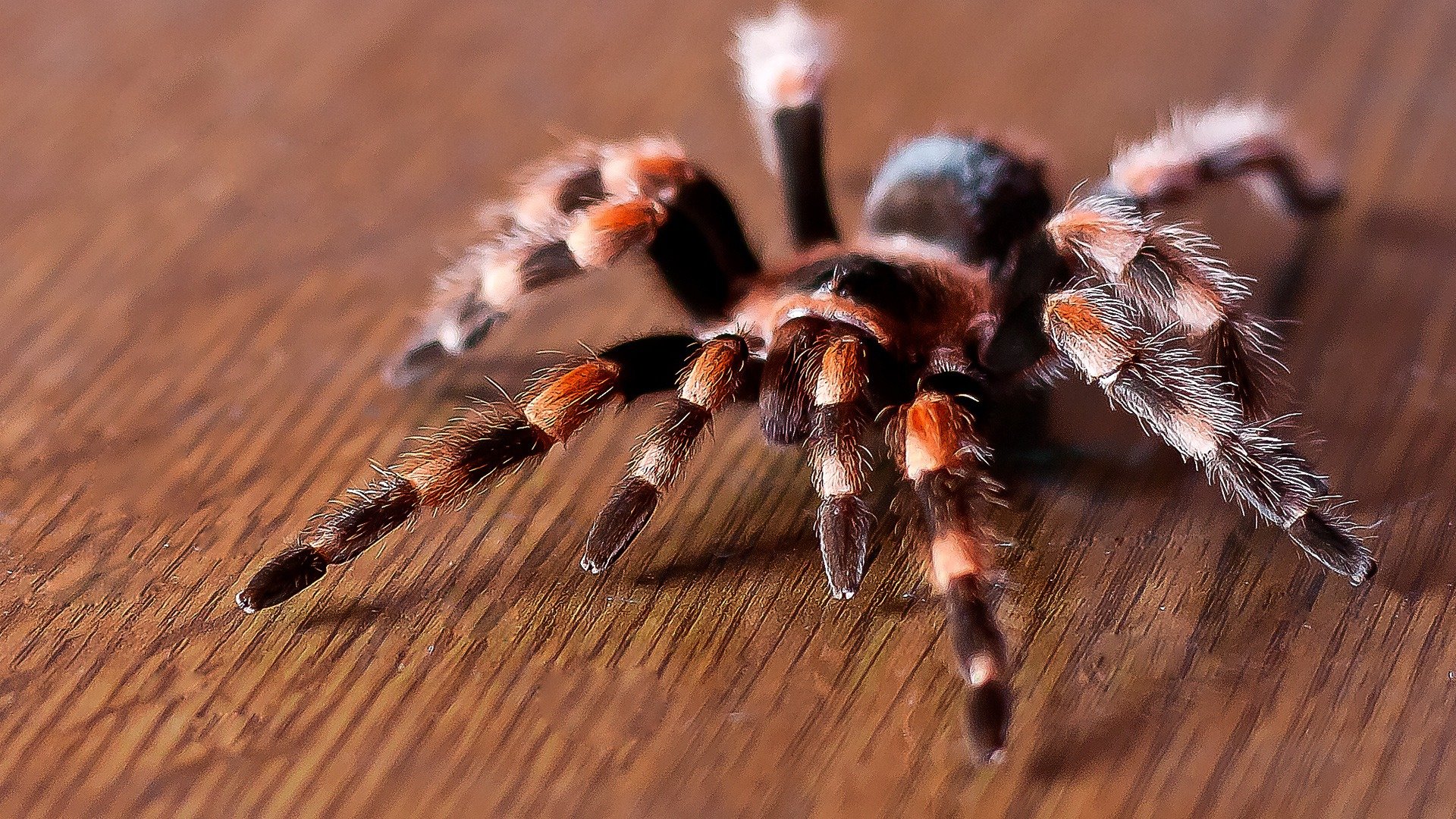 Free download Spider wallpaper ID:22111 hd 1920x1080 for computer