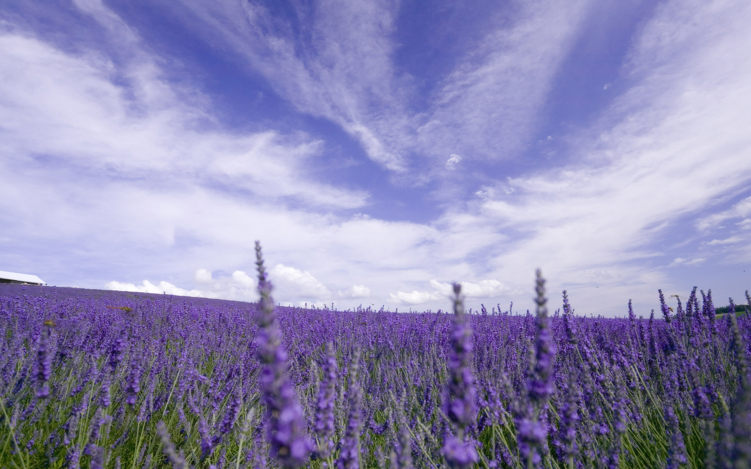 Awesome Lavender free wallpaper ID:67427 for hd 2560x1600 desktop