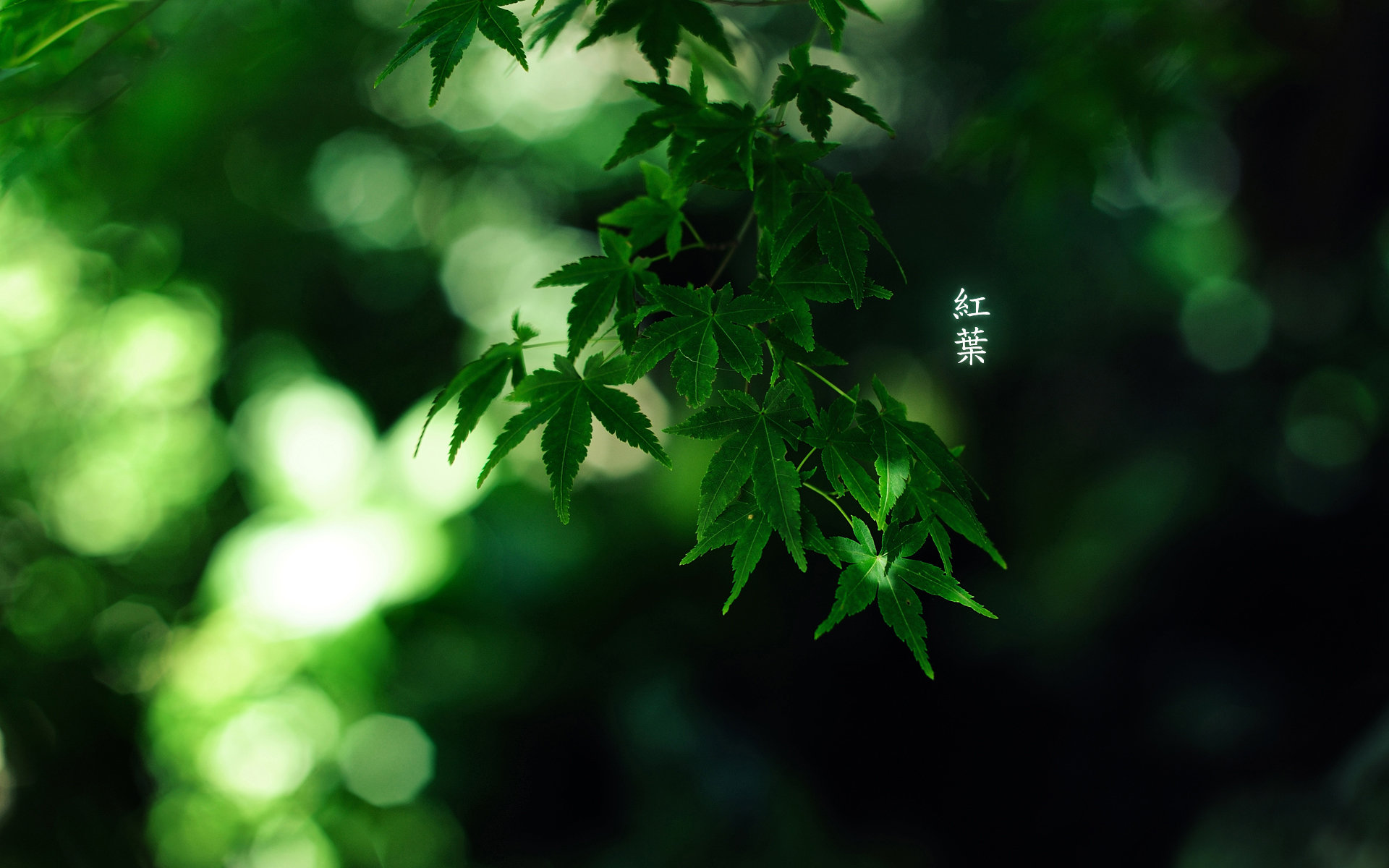 Free download Bamboo background ID:246812 hd 1920x1200 for PC