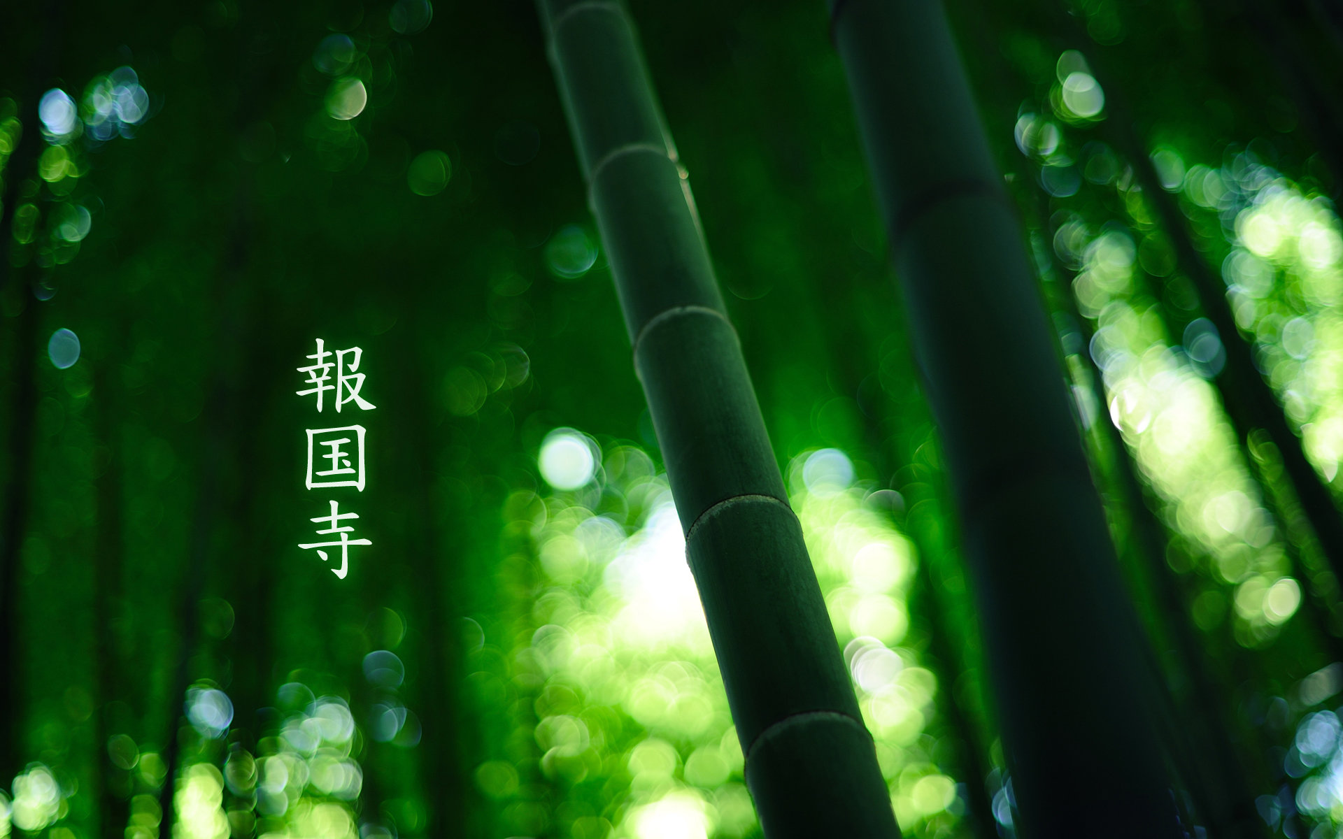 Awesome Bamboo free background ID:246813 for hd 1920x1200 PC