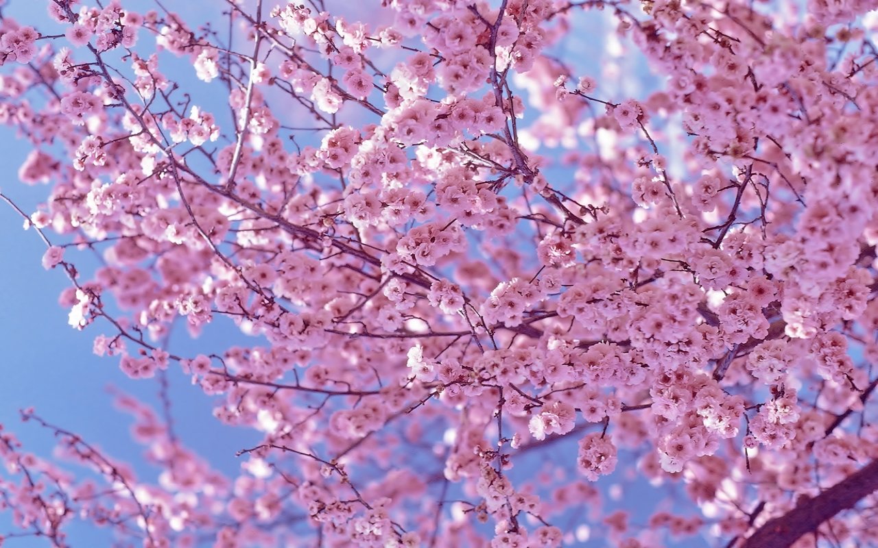 Awesome Blossom free wallpaper ID:332811 for hd 1280x800 PC