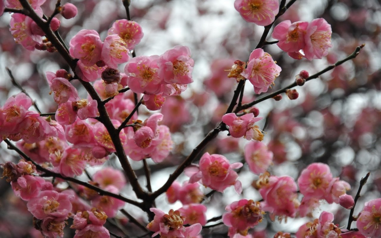 High resolution Blossom hd 1280x800 wallpaper ID:333044 for PC