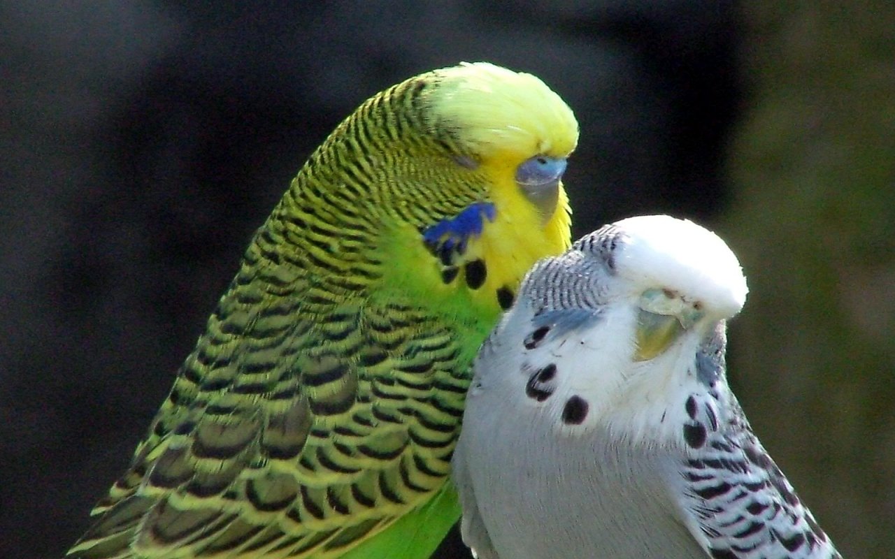 Awesome Budgerigar free wallpaper ID:32582 for hd 1280x800 desktop