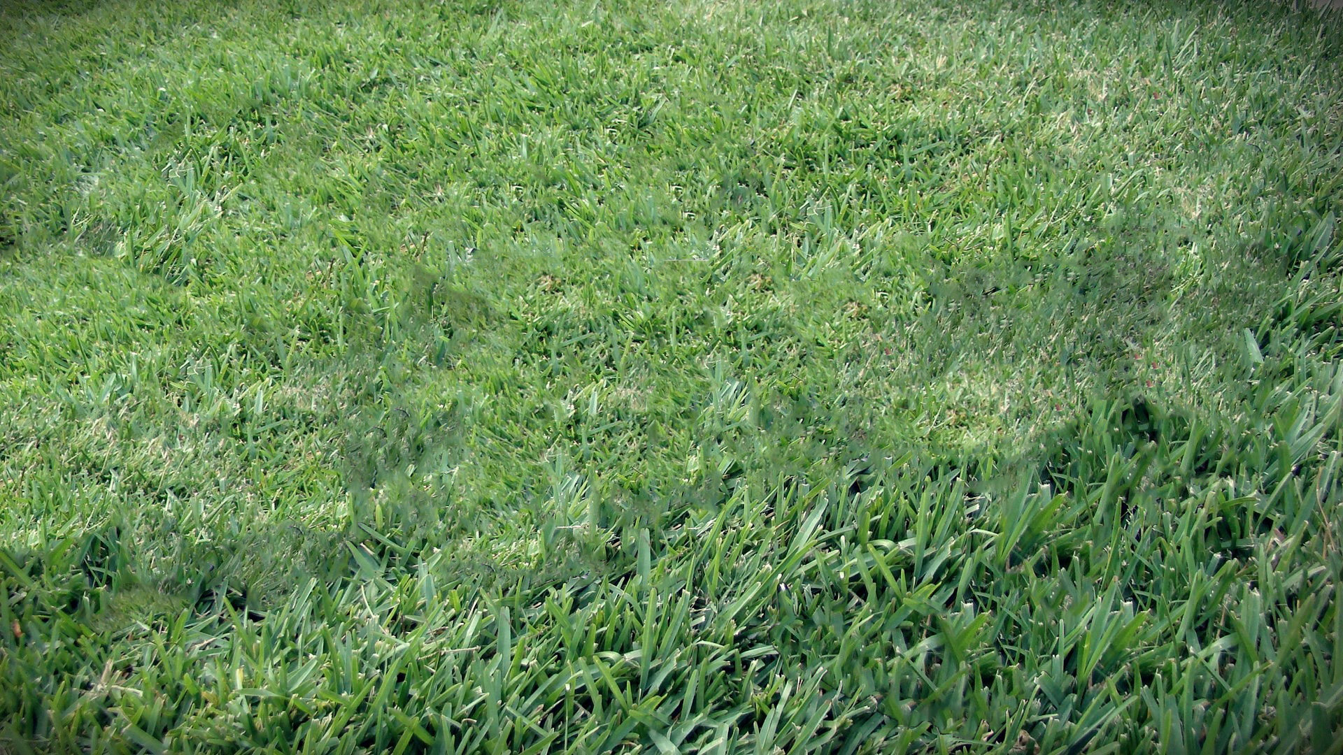 Free Grass high quality background ID:377929 for hd 1920x1080 PC