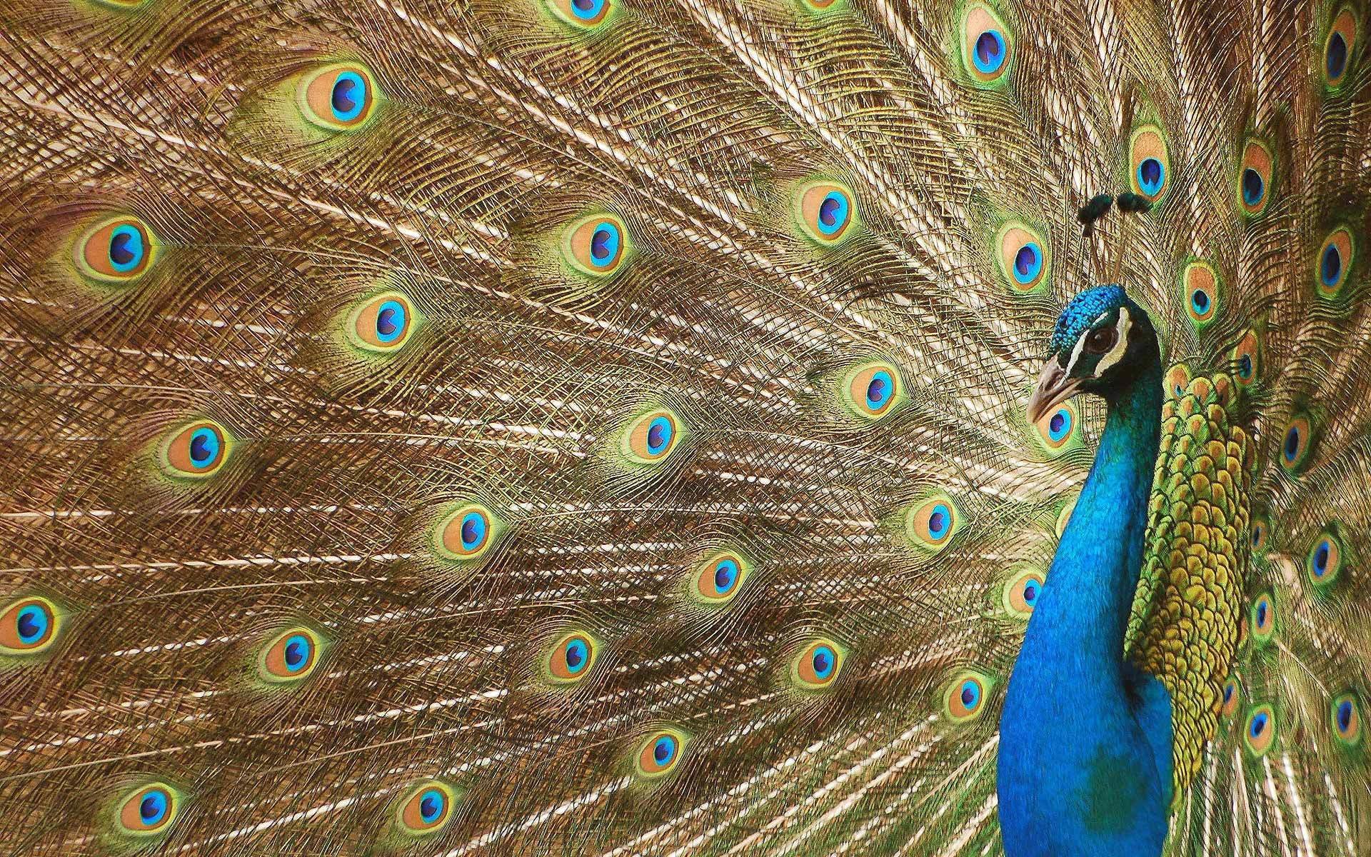 Free download Peacock background ID:151780 hd 1920x1200 for desktop