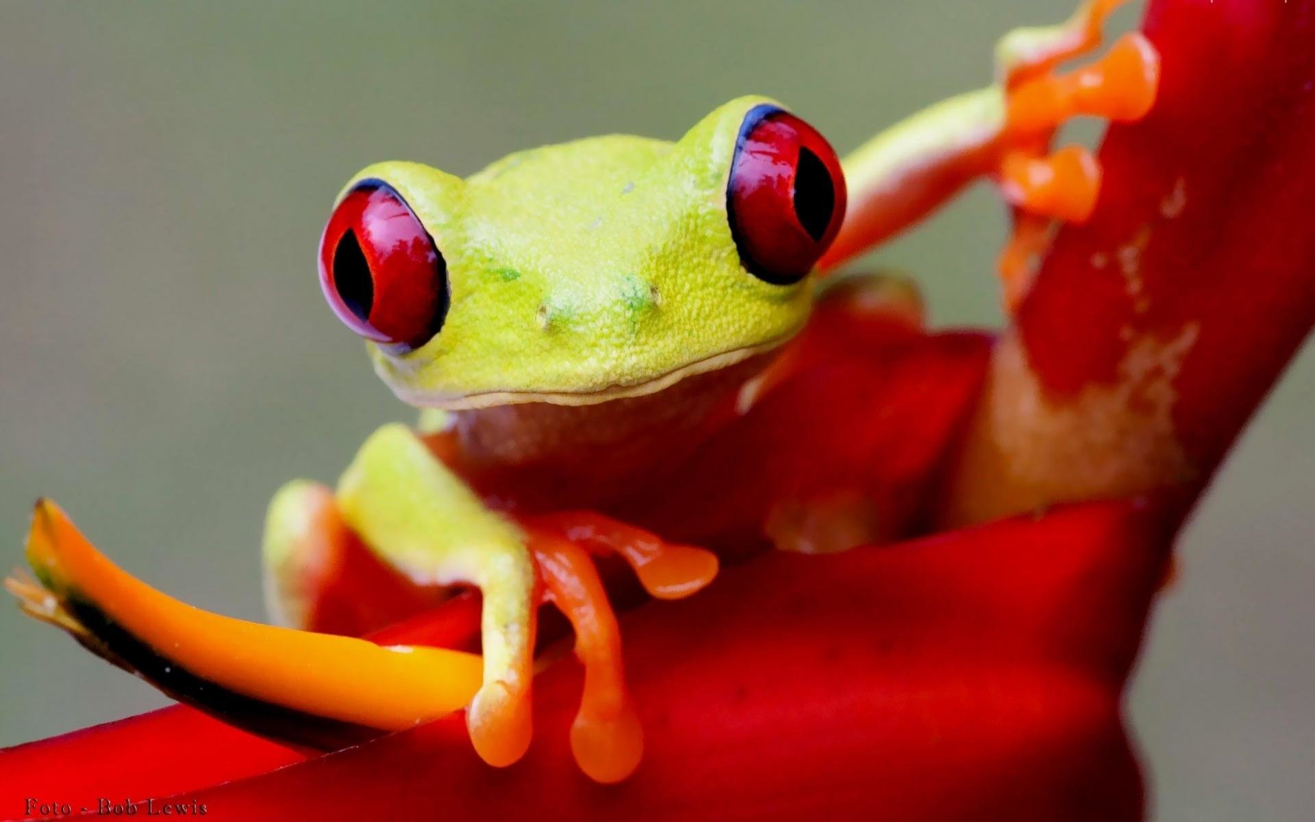 Download hd 1920x1200 Frog computer wallpaper ID:328702 for free