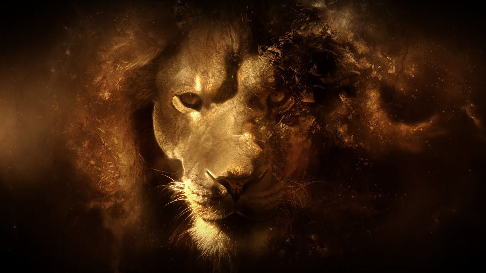 Free download Lion wallpaper ID:255178 hd 1600x900 for computer