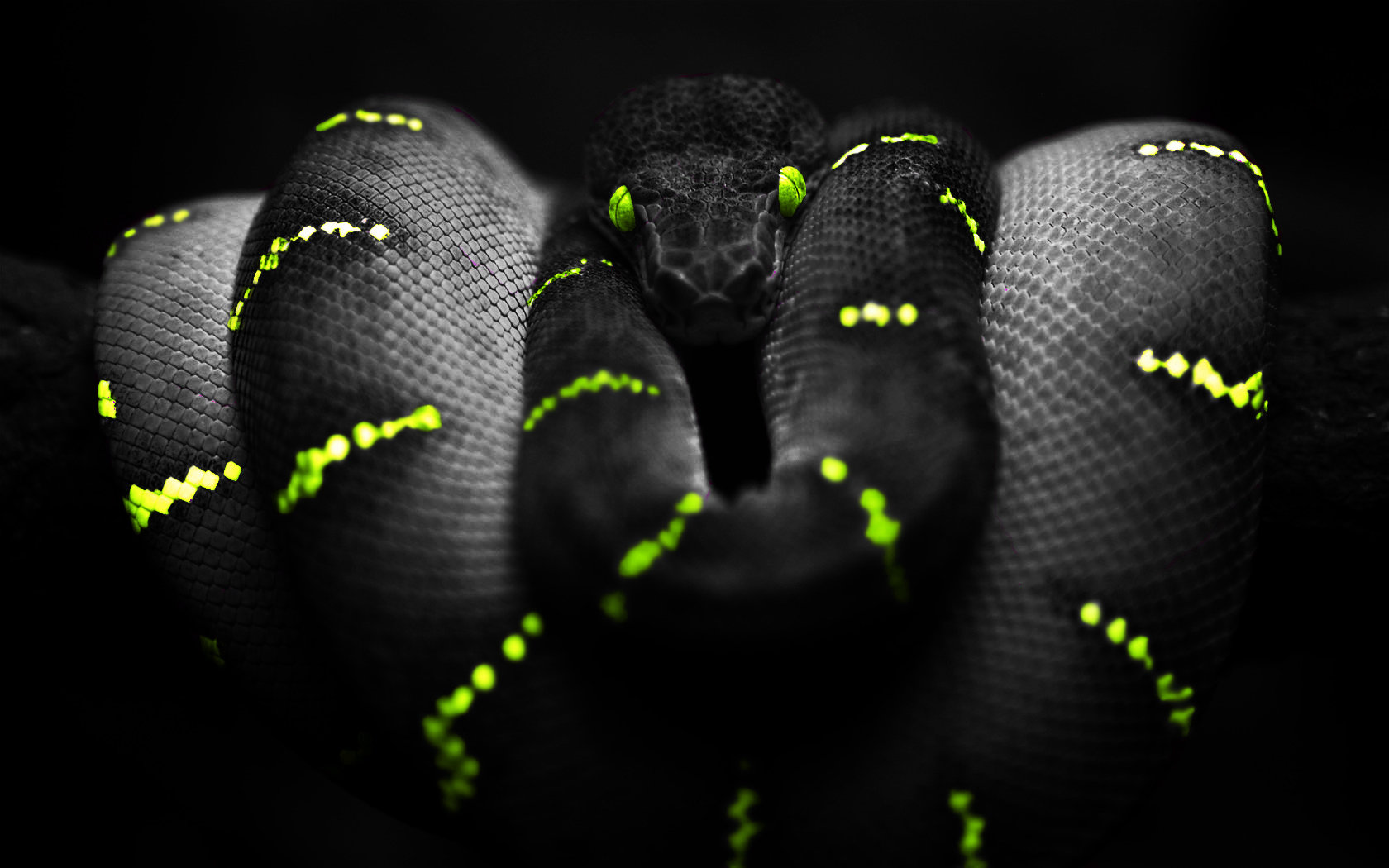 Download hd 1680x1050 Snake PC background ID:137181 for free