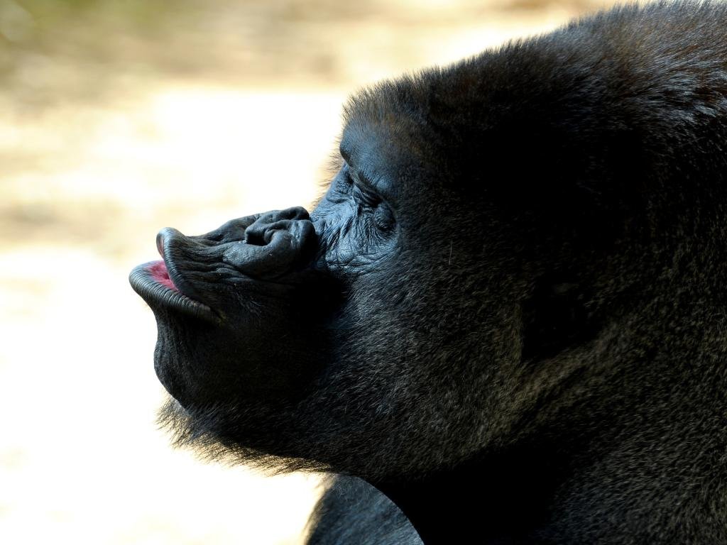 Free Gorilla high quality wallpaper ID:145592 for hd 1024x768 computer