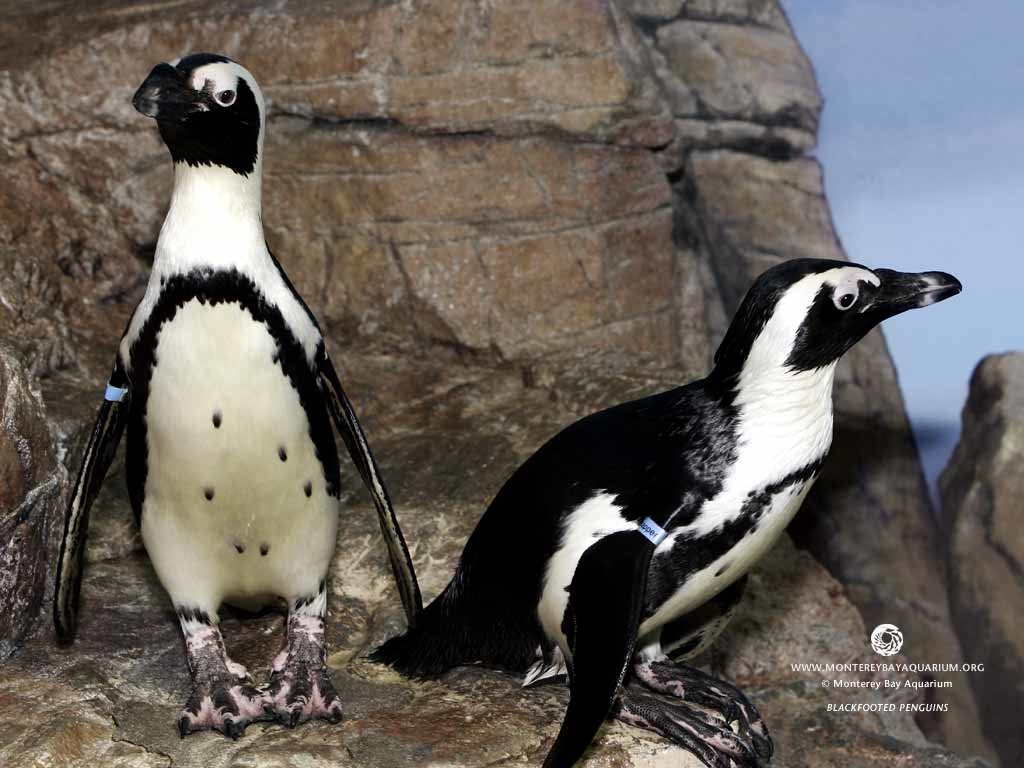 Free download Penguin wallpaper ID:149240 hd 1024x768 for computer