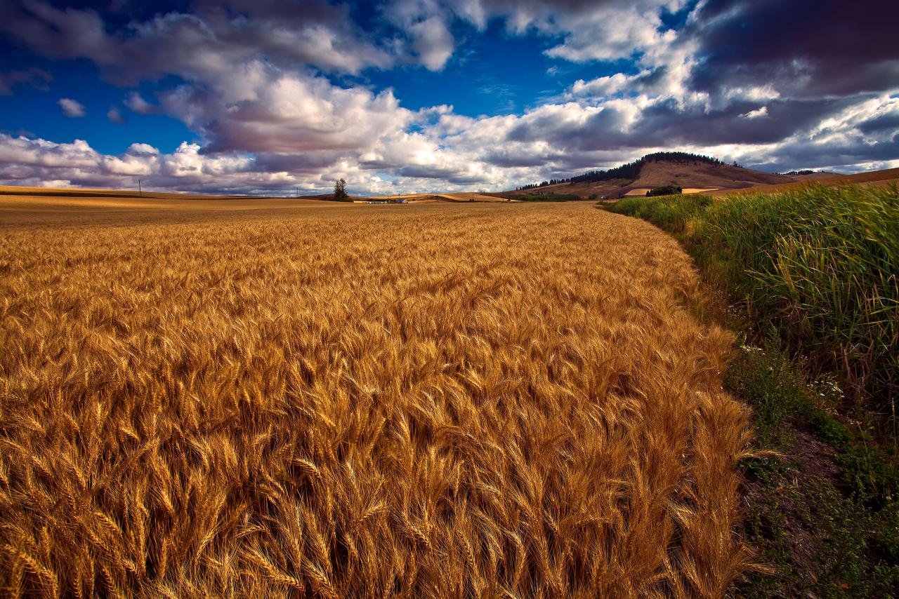 Free download Wheat background ID:391842 hd 1280x854 for PC