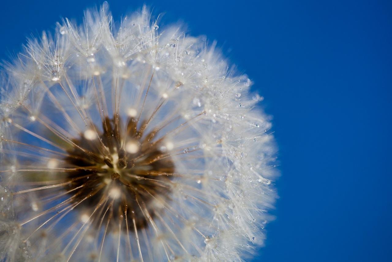 Free Dandelion high quality background ID:78017 for hd 1280x854 computer