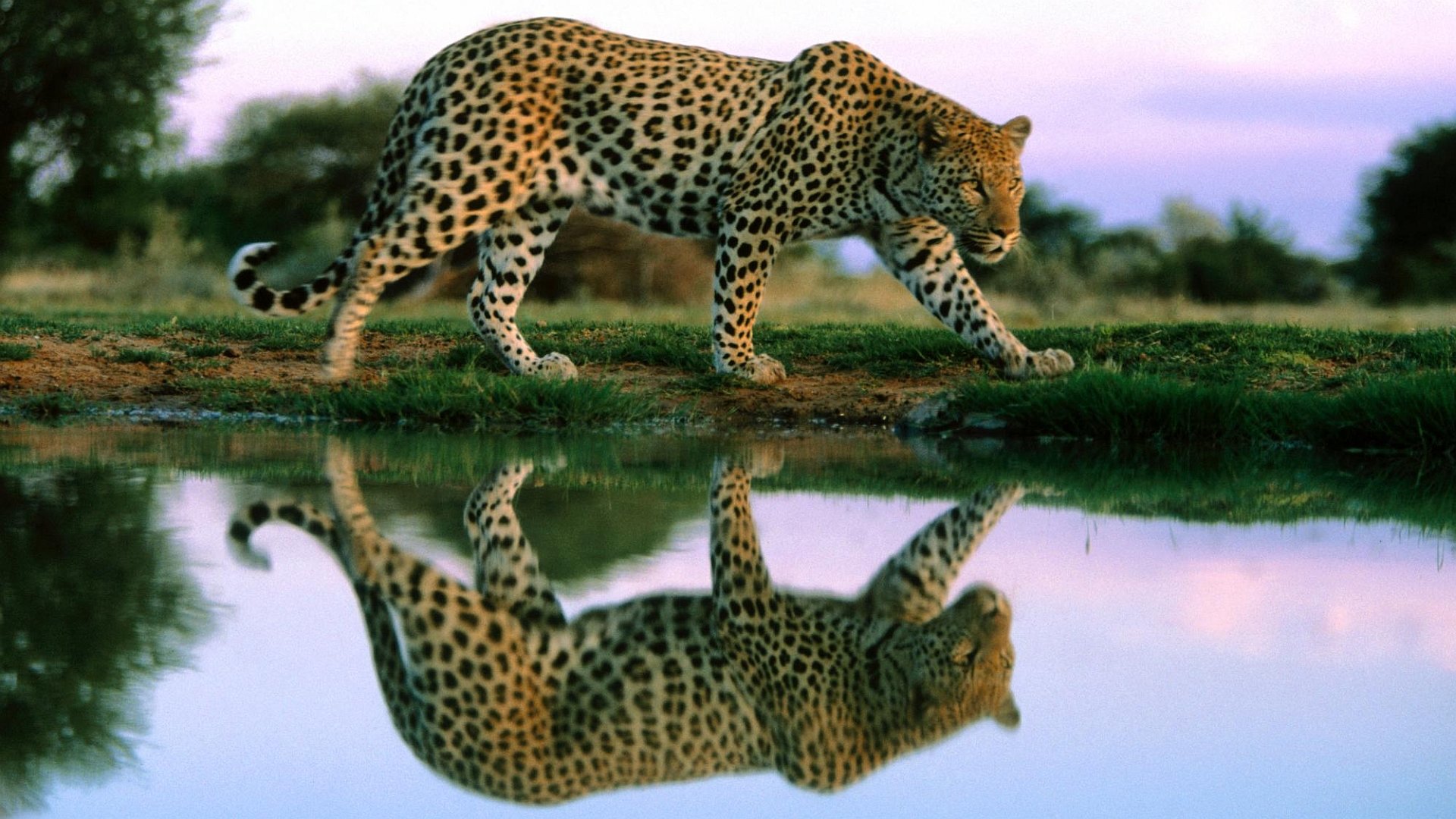 Download full hd 1080p Leopard PC background ID:448320 for free