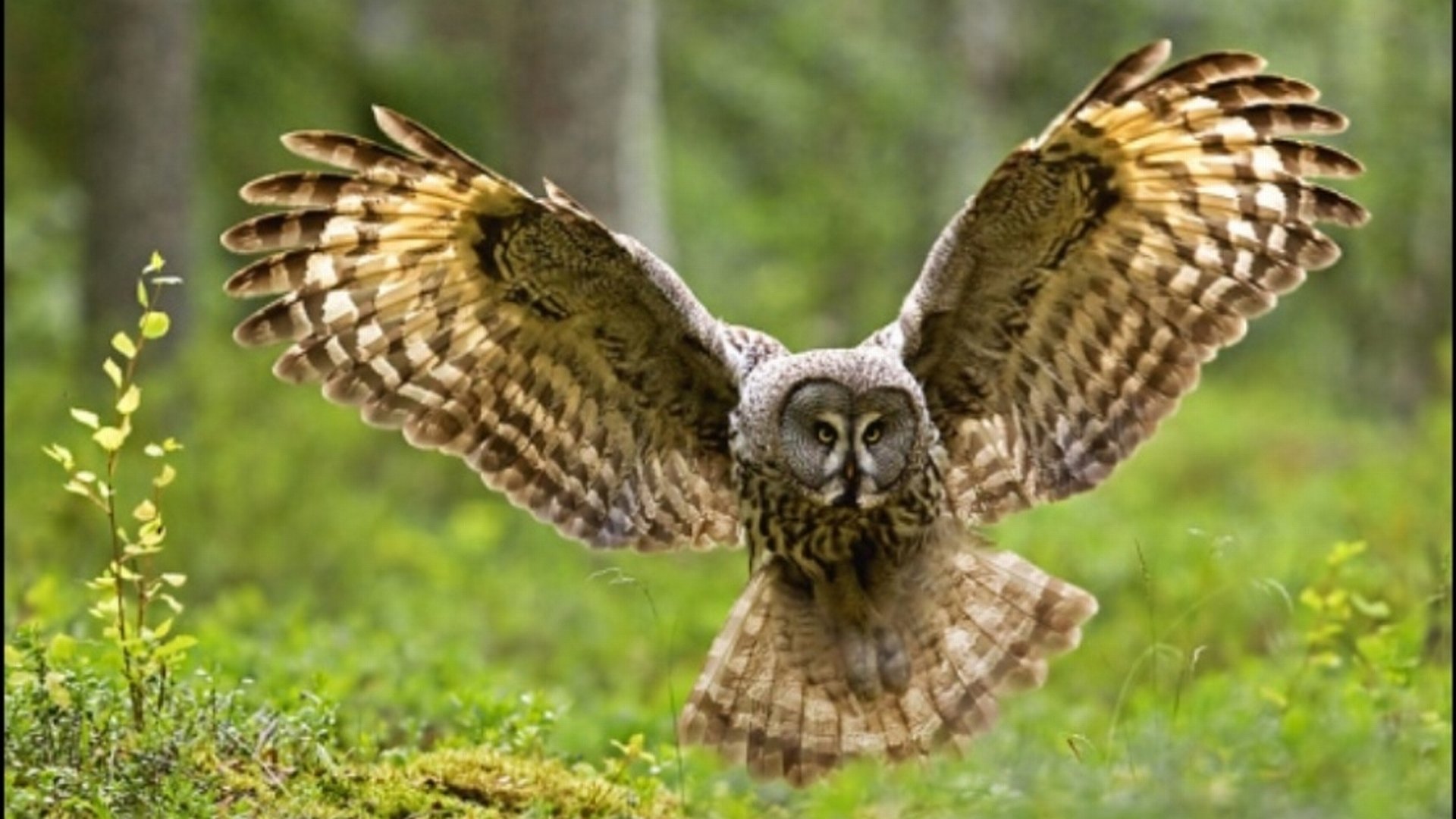 Free Owl high quality background ID:237402 for full hd 1080p computer