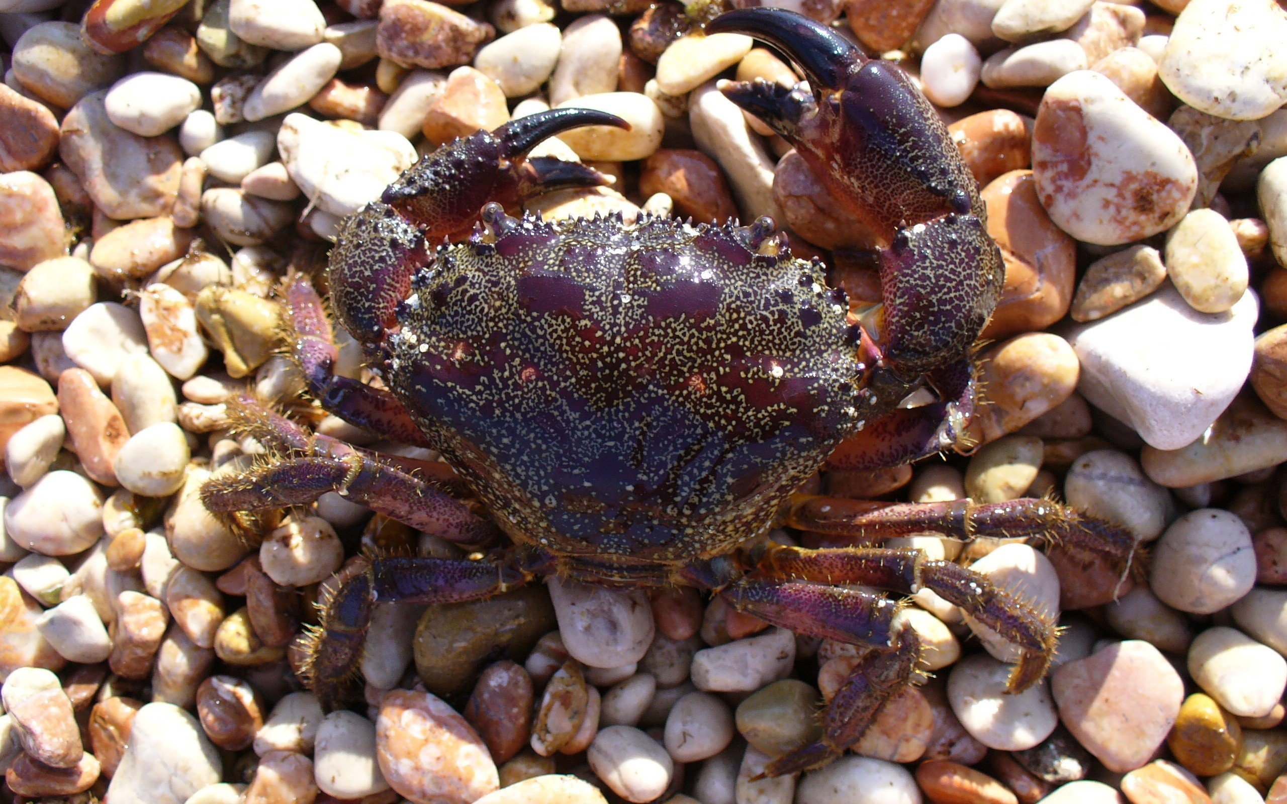 Free Crab high quality background ID:294315 for hd 2560x1600 PC