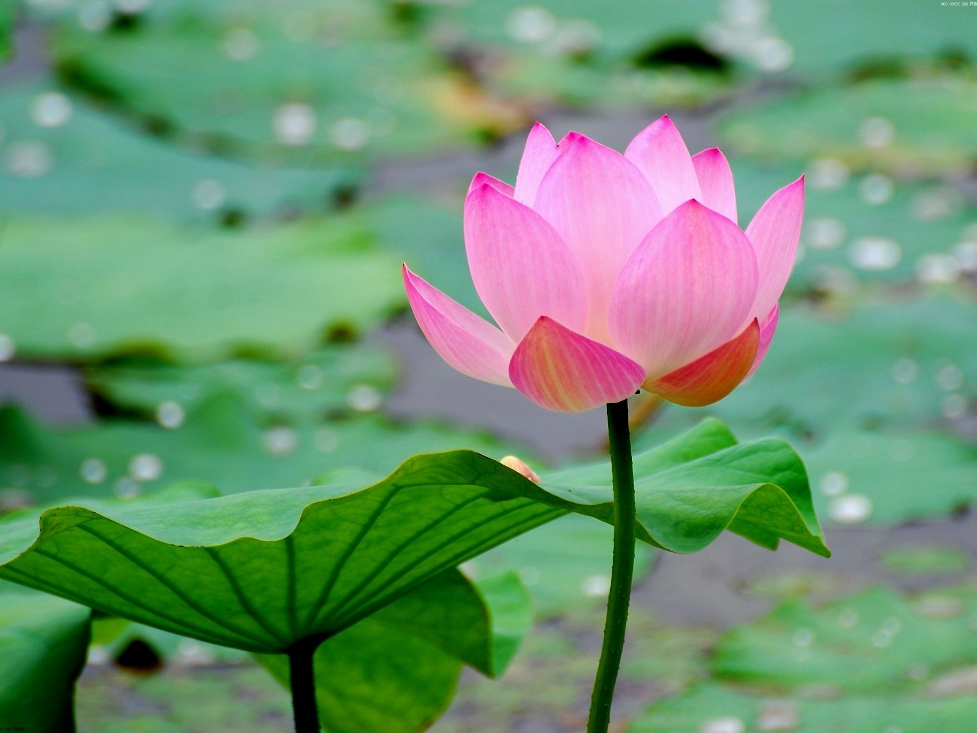 High resolution Lotus flower hd 1920x1440 wallpaper ID:48392 for desktop