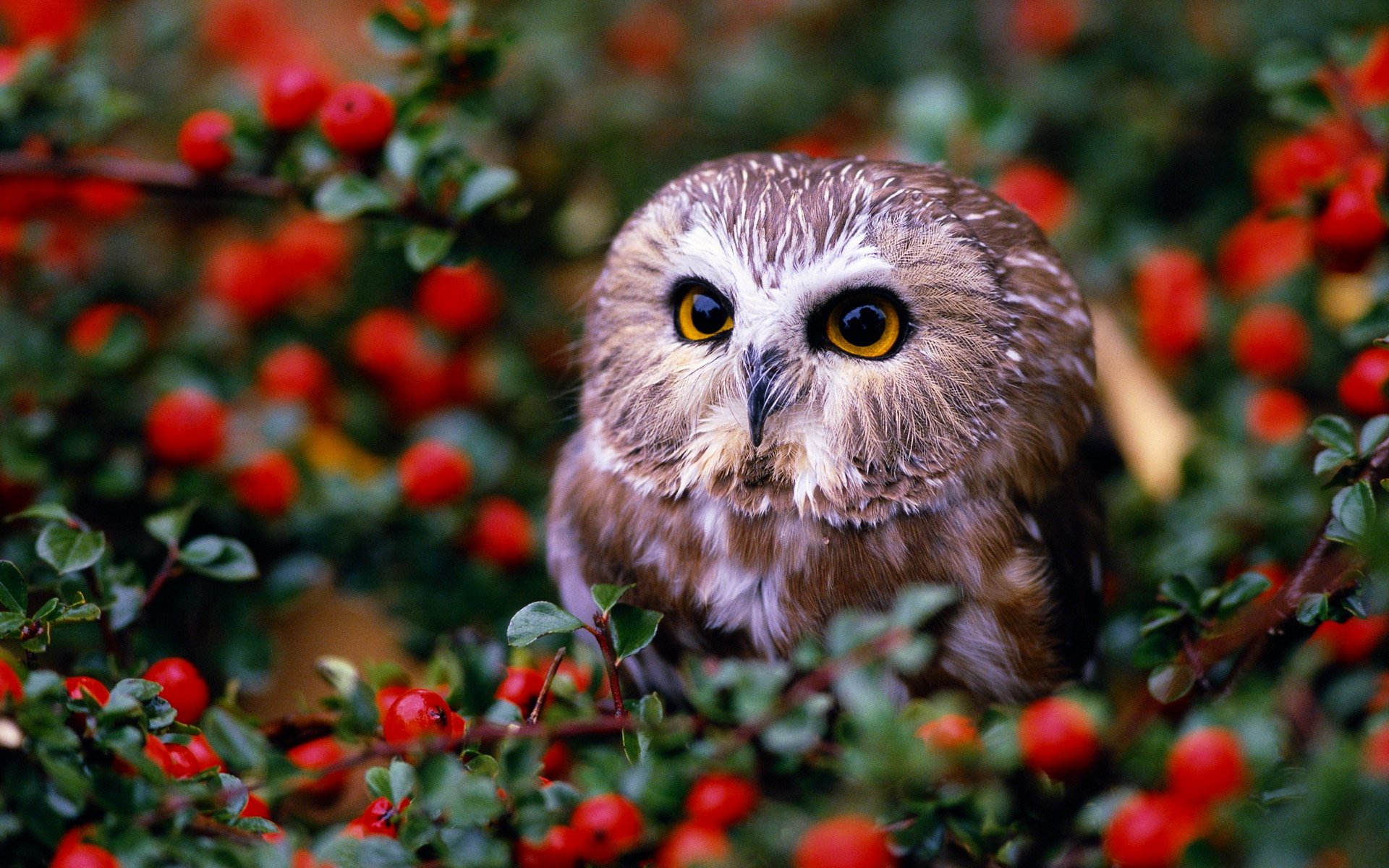 Download hd 1920x1200 Owl computer background ID:236953 for free