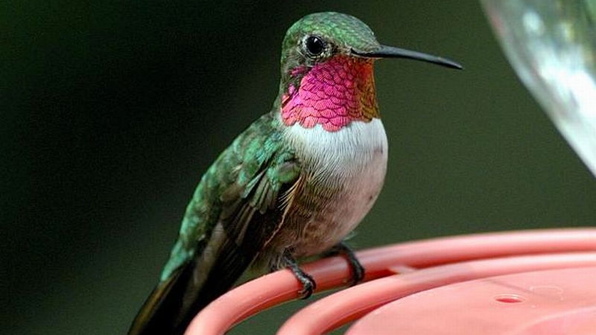 Download 1080p Hummingbird computer background ID:215674 for free