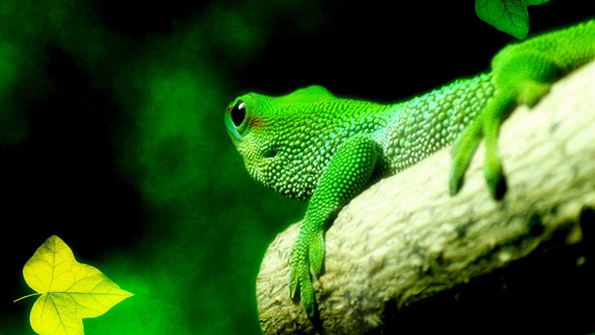 Free Lizard high quality background ID:443958 for hd 1080p PC