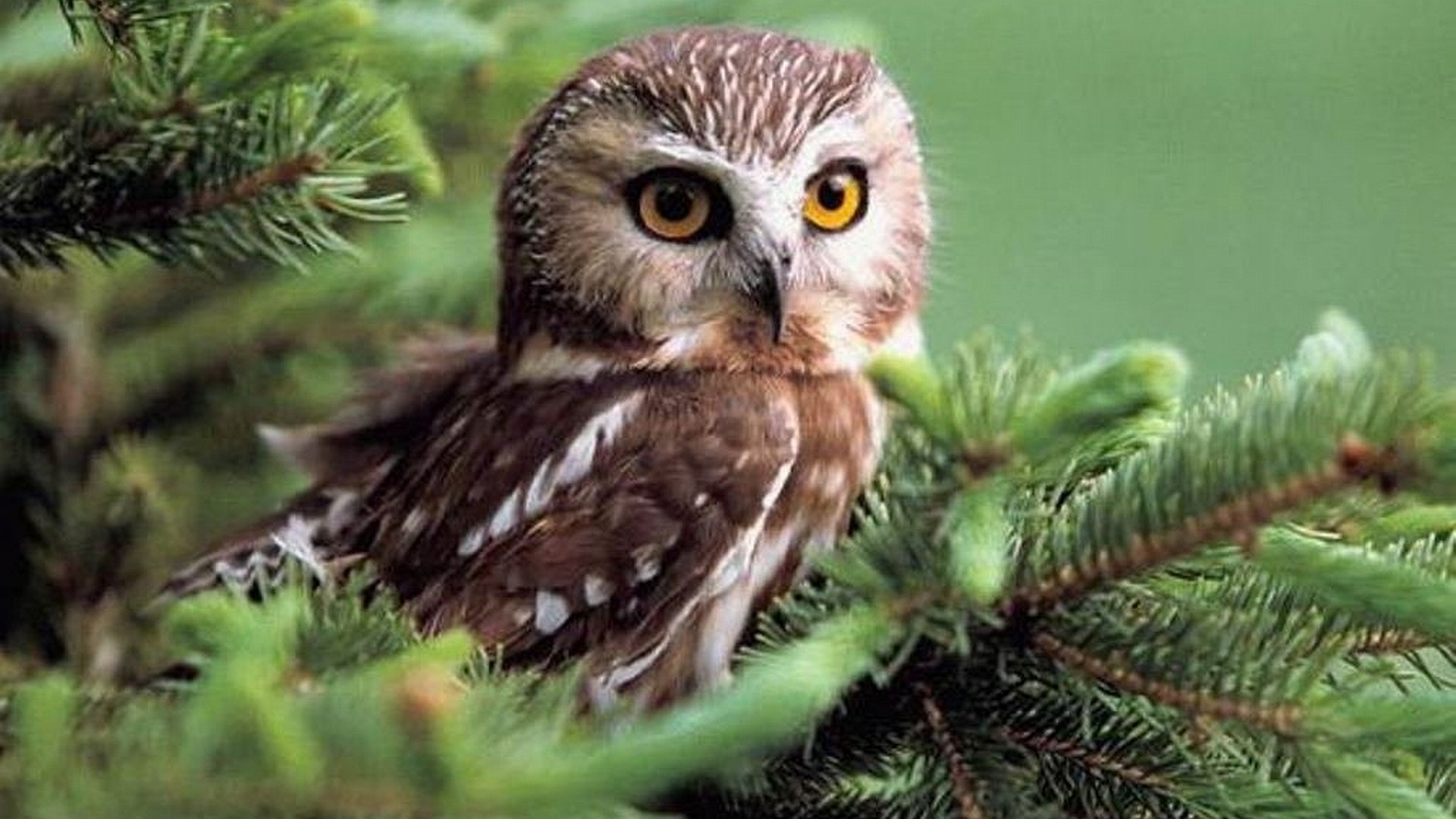 Awesome Owl free background ID:237308 for full hd 1080p desktop
