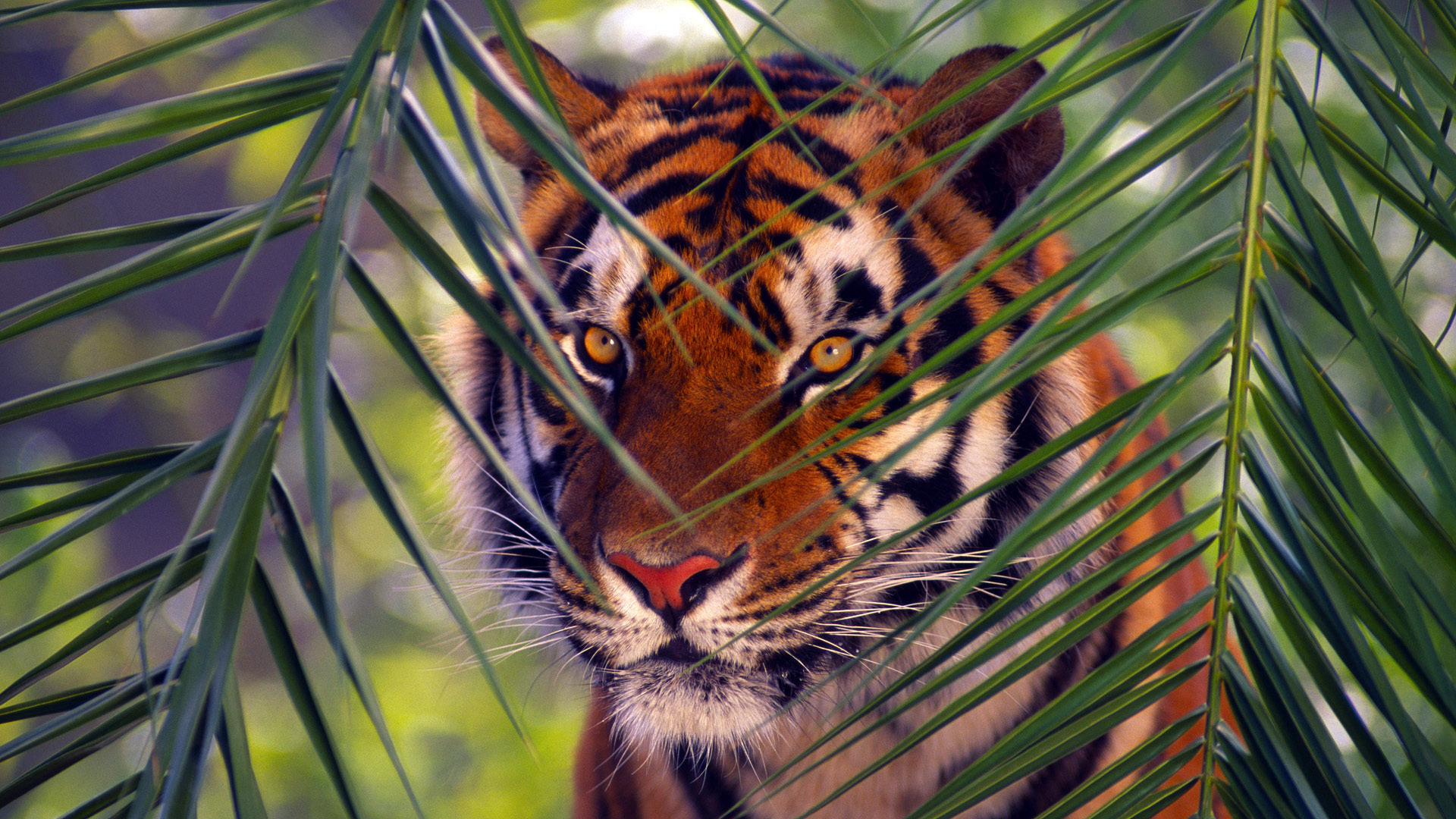 Free Tiger high quality background ID:116014 for 1080p desktop