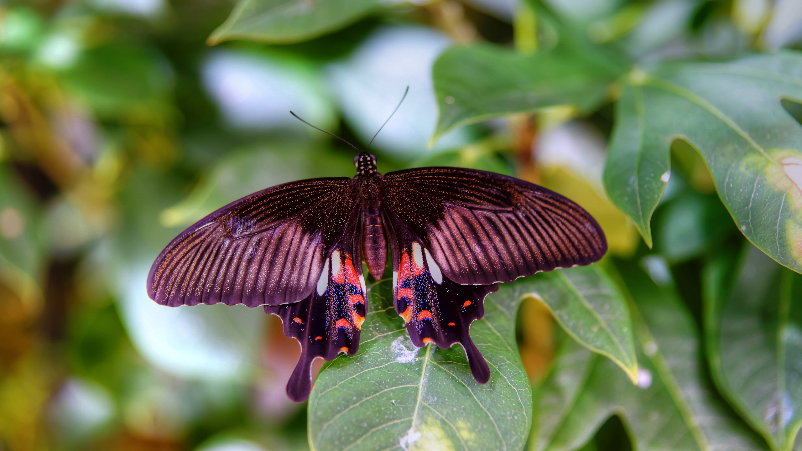 Free Butterfly high quality wallpaper ID:168372 for hd 2560x1440 PC