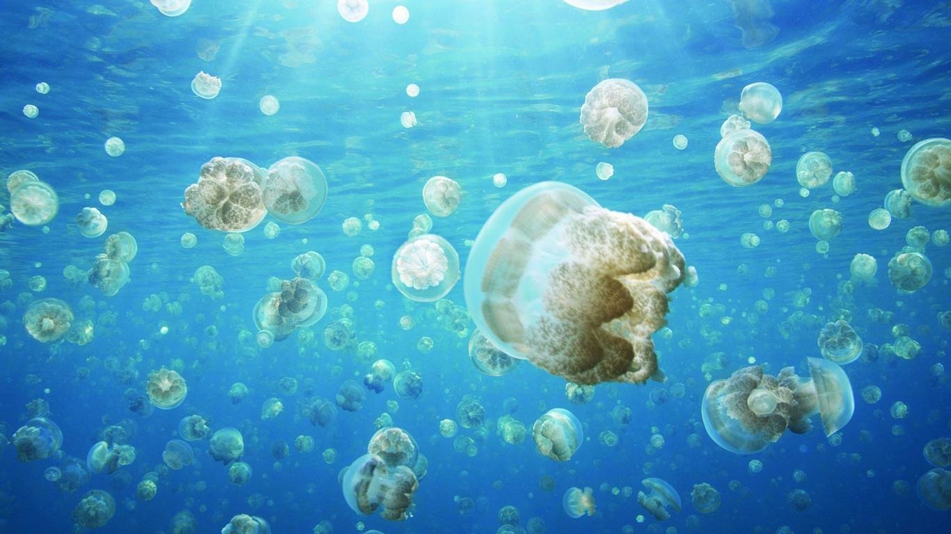 Free download Jellyfish background ID:199823 hd 1366x768 for computer