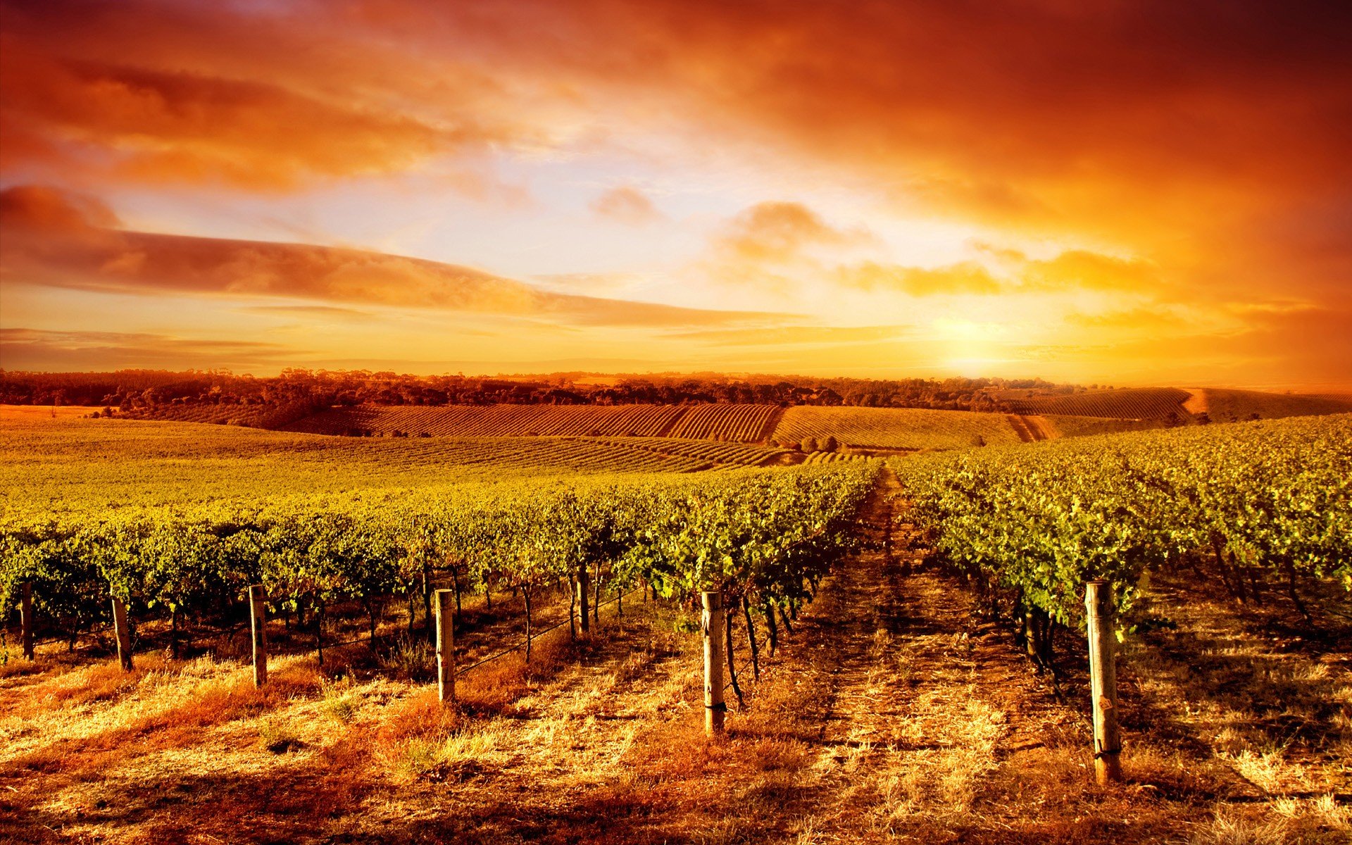 Awesome Vineyard free wallpaper ID:127139 for hd 1920x1200 PC