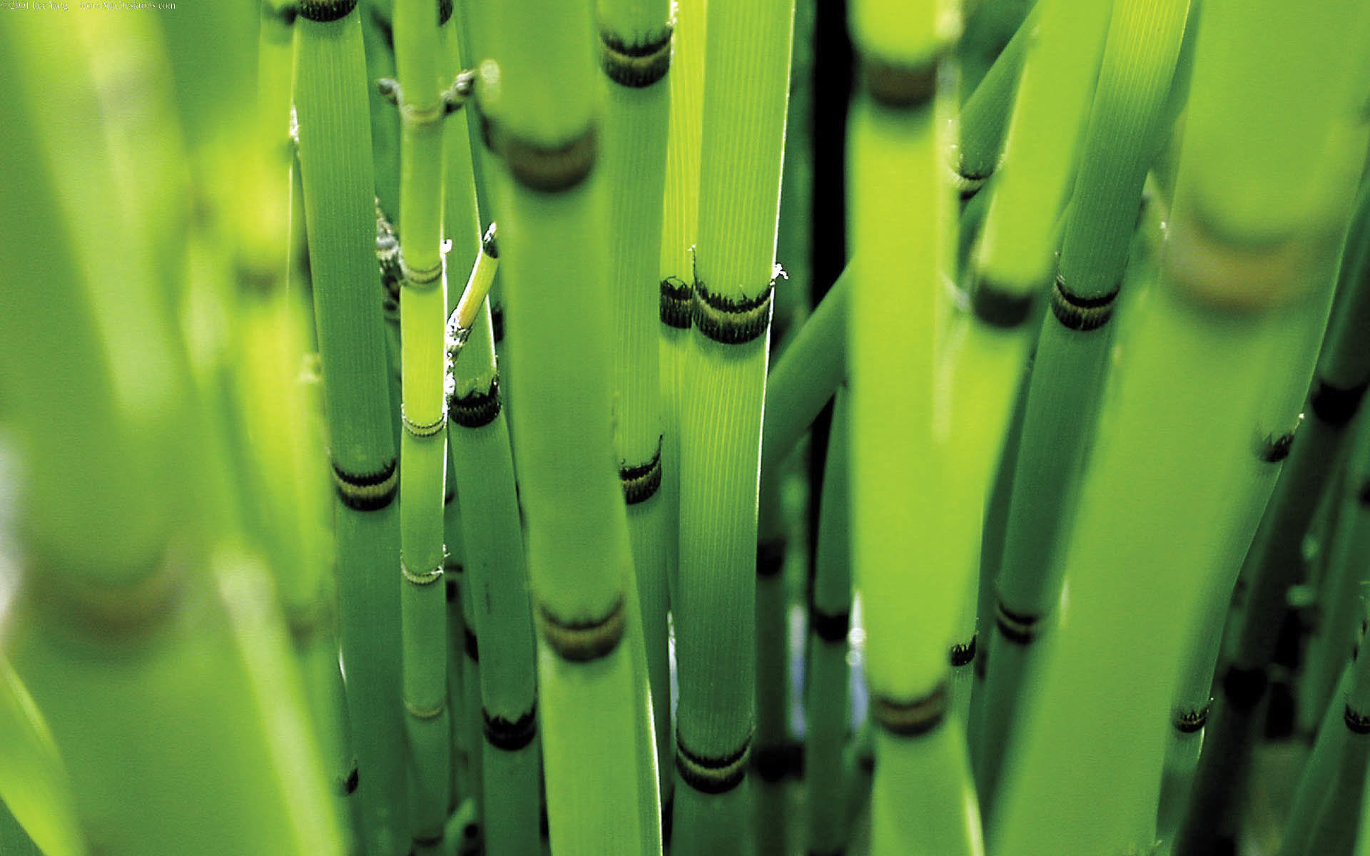 Free Bamboo high quality background ID:246796 for hd 1920x1200 computer