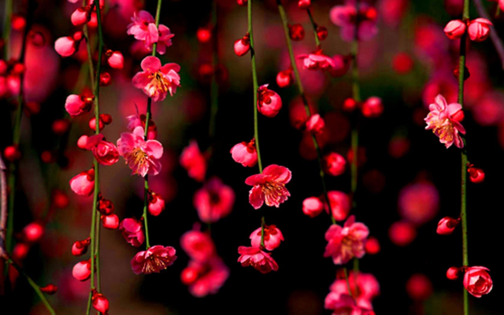 Best Blossom background ID:332810 for High Resolution hd 1680x1050 computer