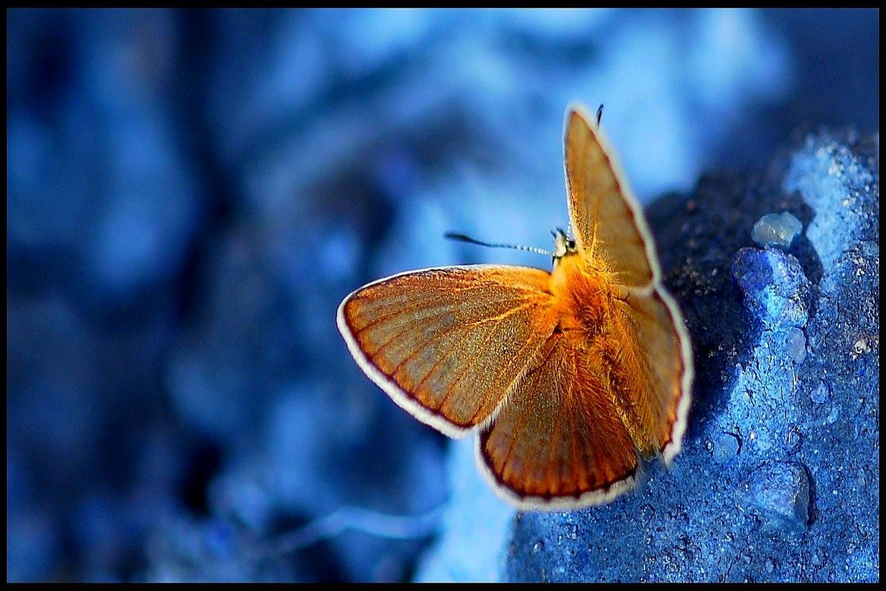 High resolution Butterfly hd 1280x854 background ID:168370 for PC