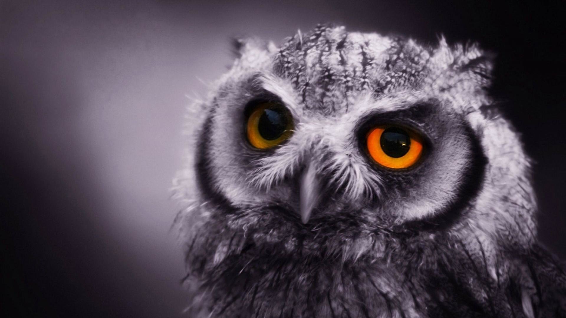 Download hd 1080p Owl computer wallpaper ID:237147 for free