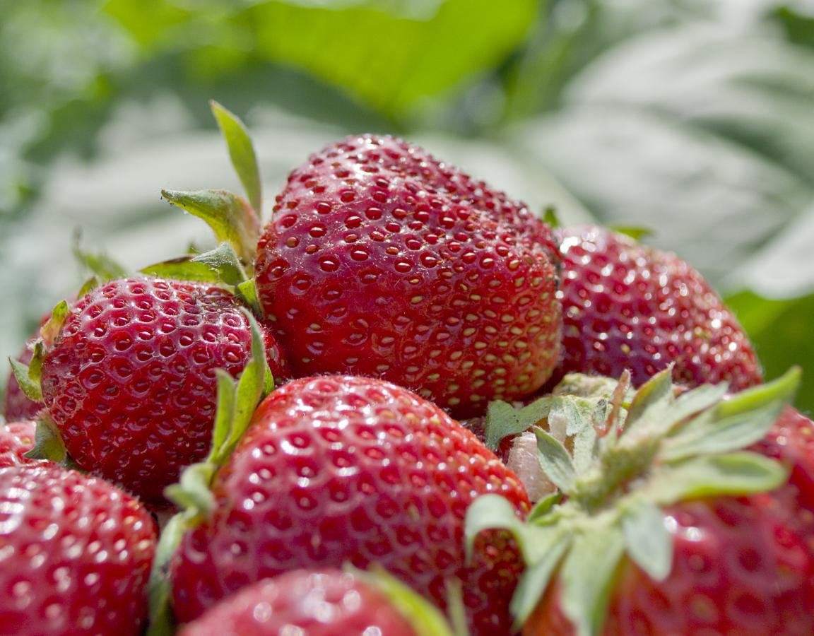 Free Strawberry high quality background ID:91039 for hd 1152x900 desktop