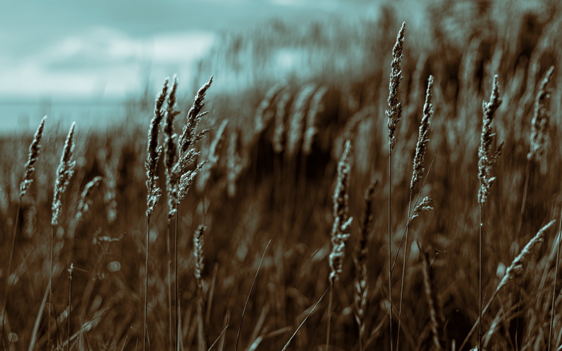 Awesome Wheat free background ID:391964 for hd 1920x1200 desktop