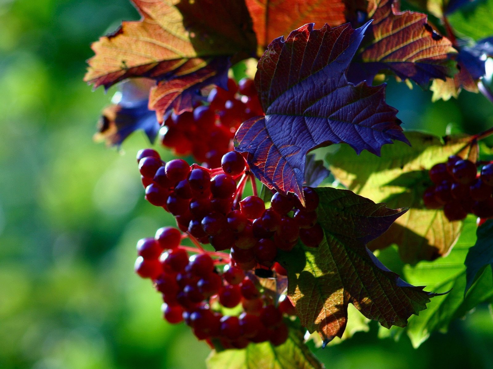 Best Grapes background ID:420791 for High Resolution hd 1600x1200 PC