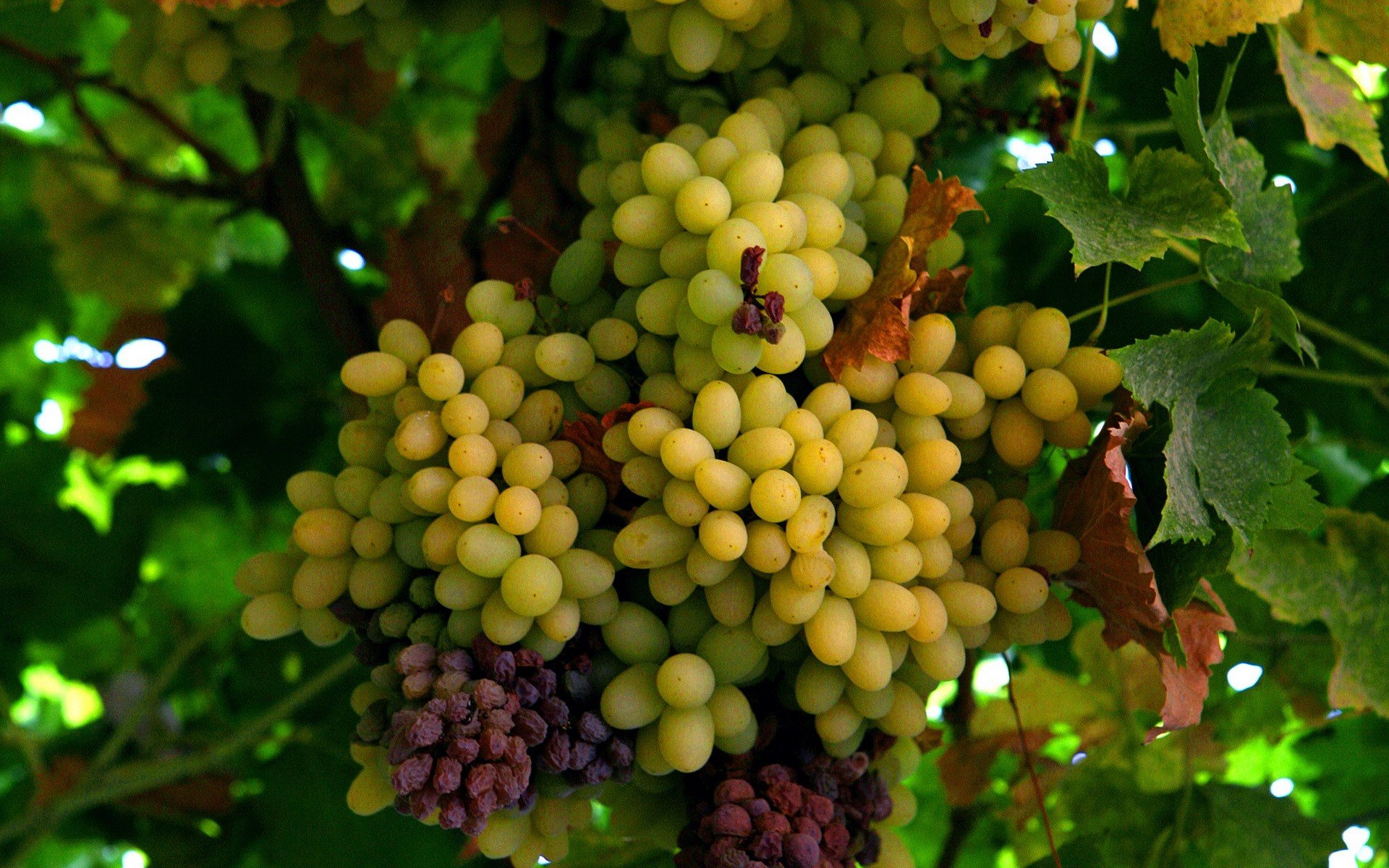 Awesome Grapes free wallpaper ID:420758 for hd 1920x1200 PC
