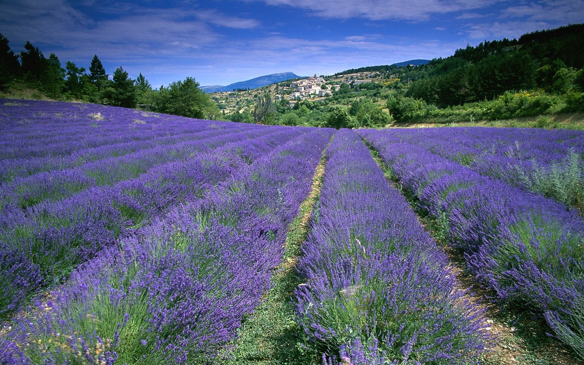 Best Lavender wallpaper ID:67452 for High Resolution hd 1920x1200 computer