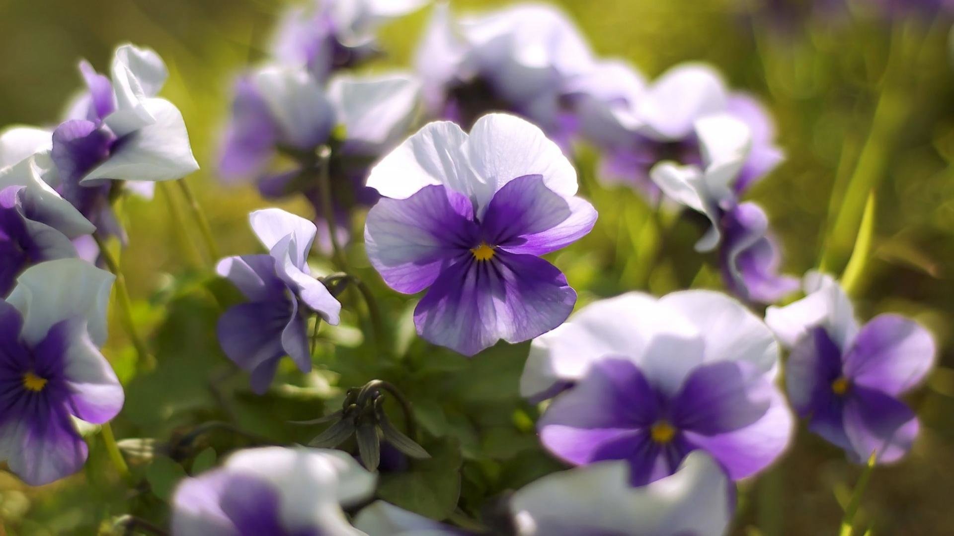 High resolution Pansy 1080p background ID:163631 for PC