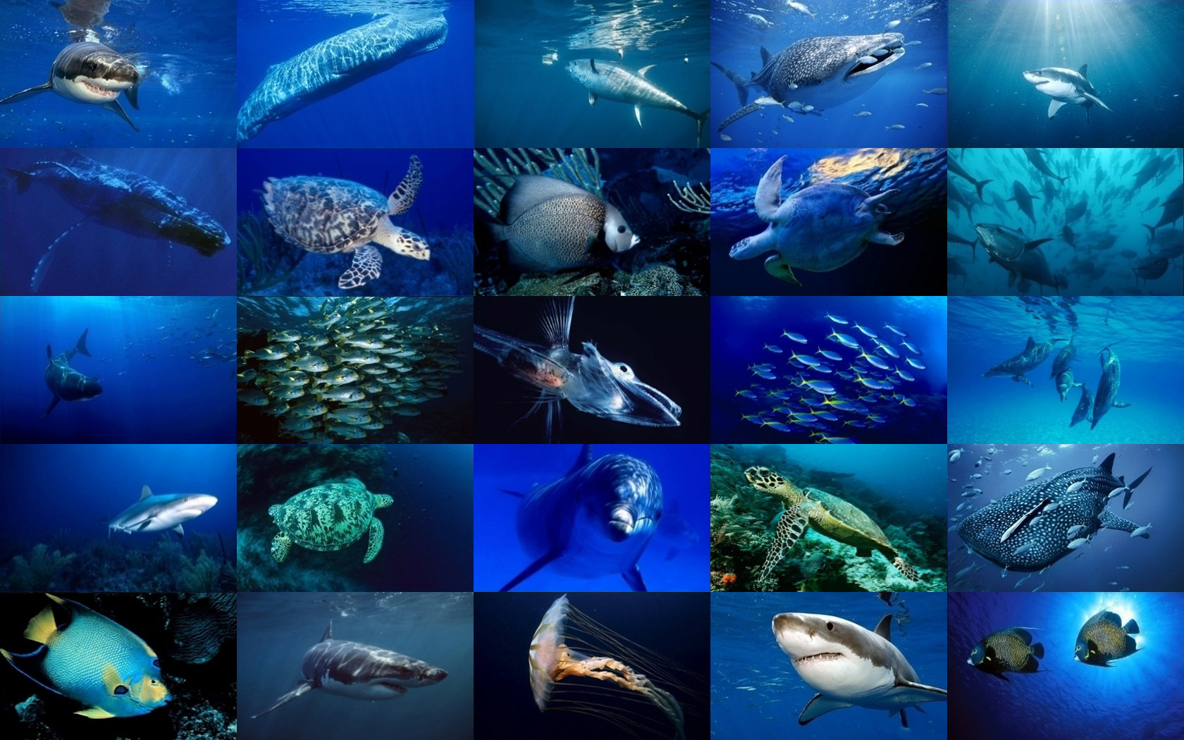 Best Sea Life (Marine) wallpaper ID:163902 for High Resolution hd 1680x1050 desktop