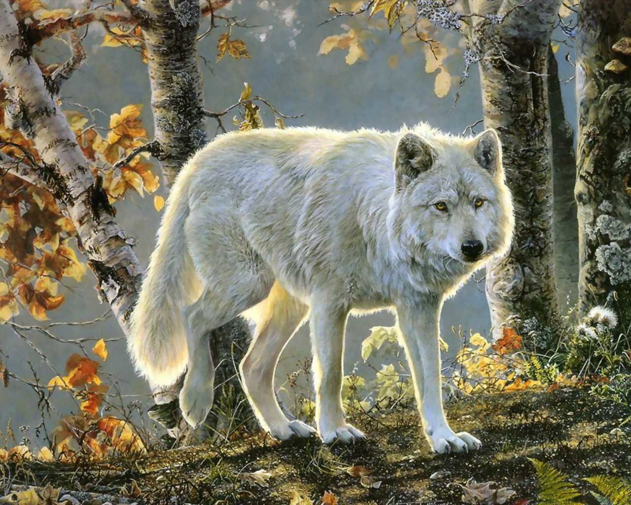 High resolution Wolf hd 1280x1024 background ID:118195 for computer