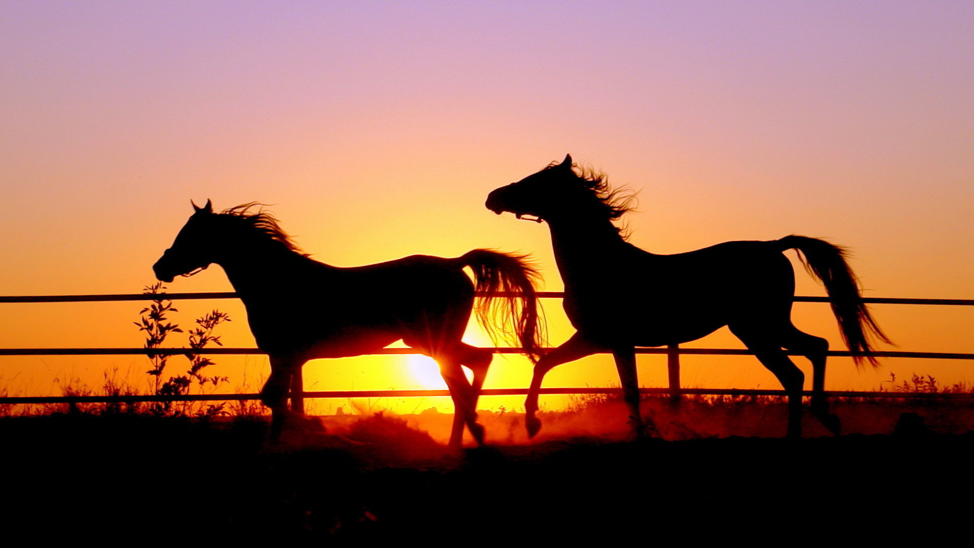 Awesome Horse free wallpaper ID:23641 for hd 1920x1080 computer