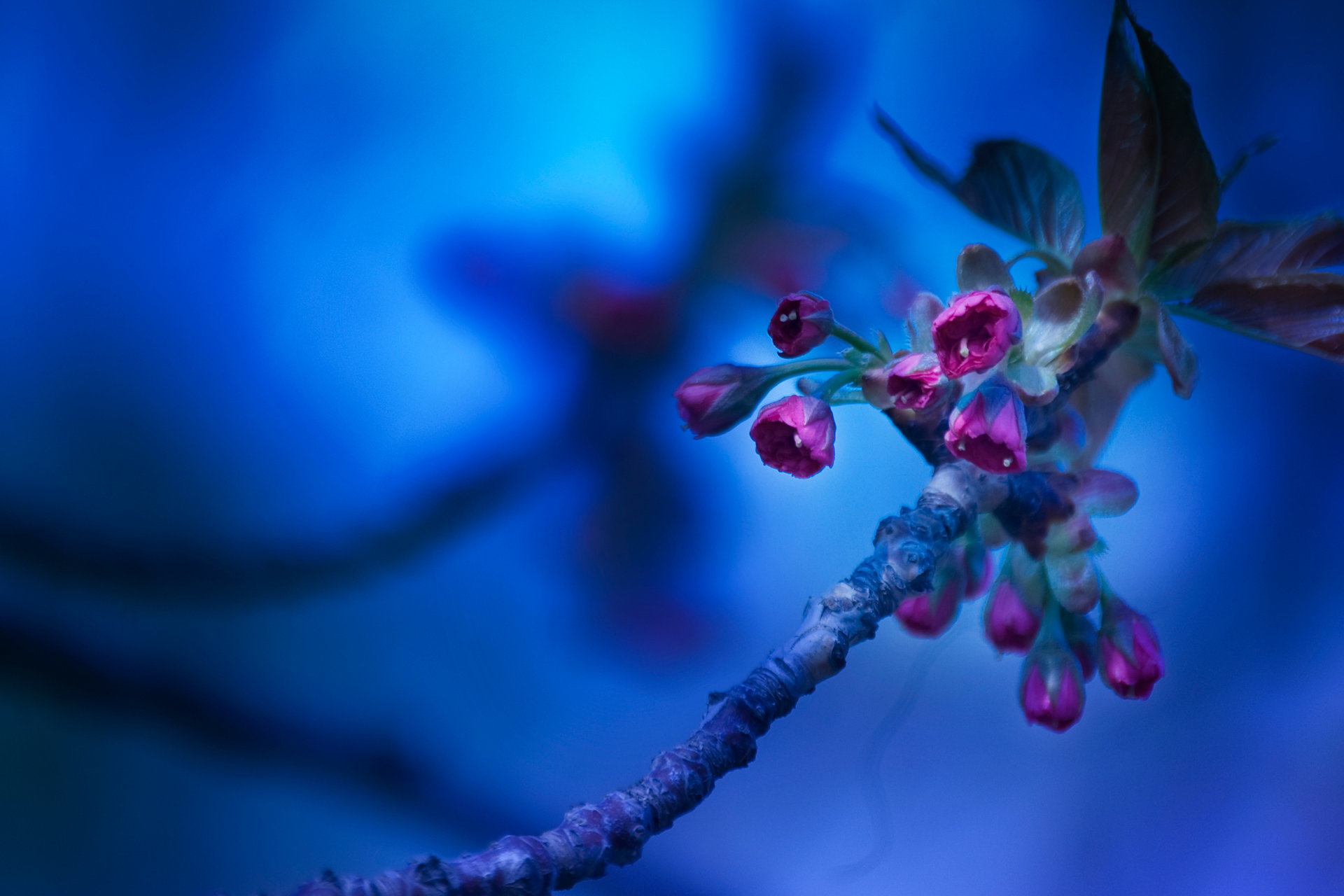 Awesome Blossom free wallpaper ID:332906 for hd 1920x1280 PC