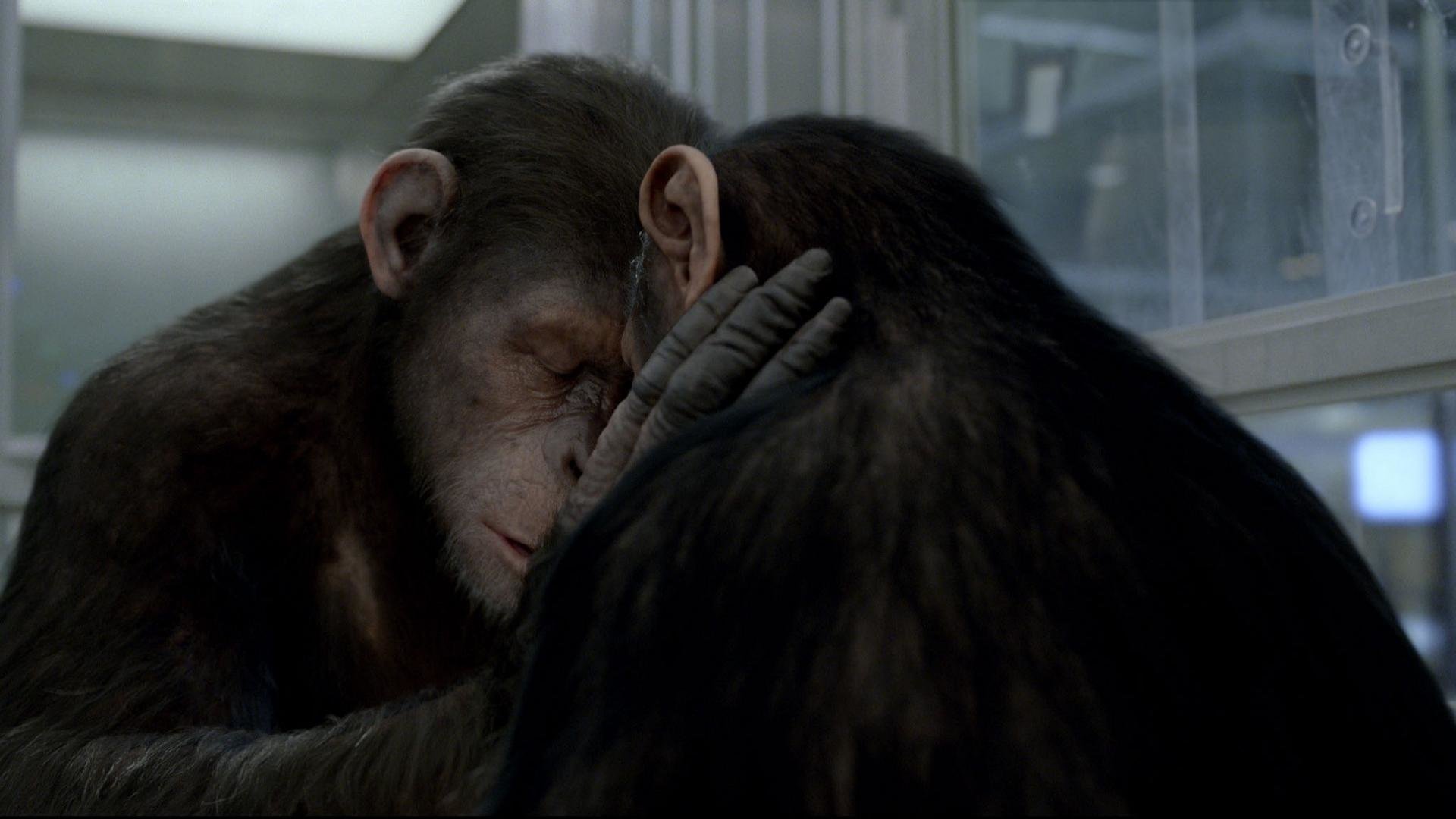 Rise Of The Planet Of The Apes Wallpapers 1920x1080 Full Hd 1080p