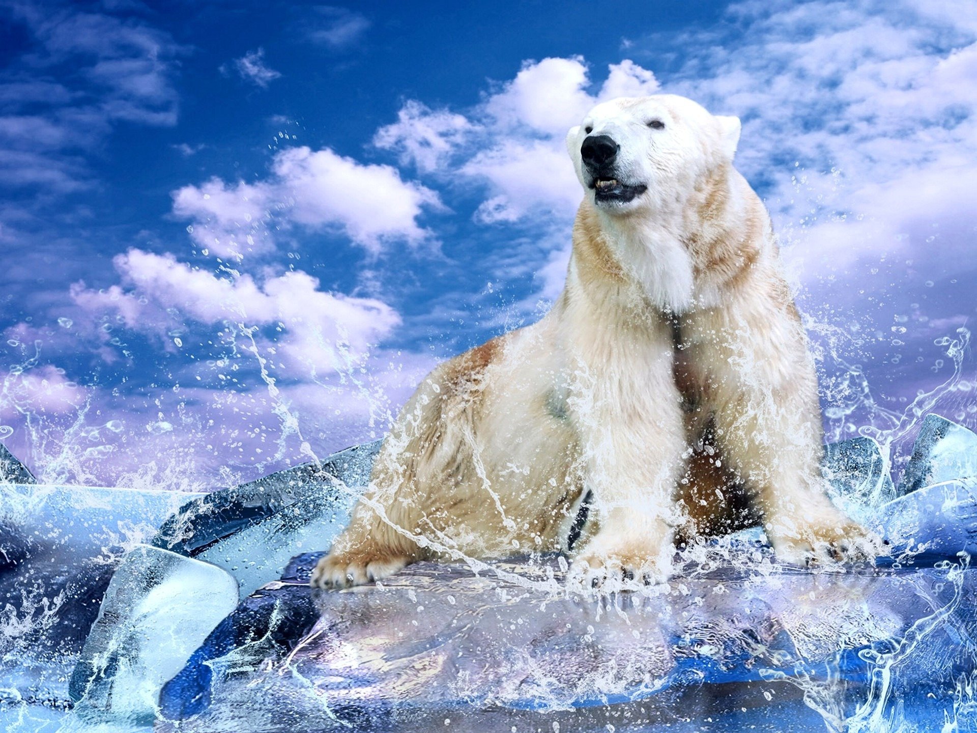 Free download Polar Bear wallpaper ID:359716 hd 1920x1440 for PC