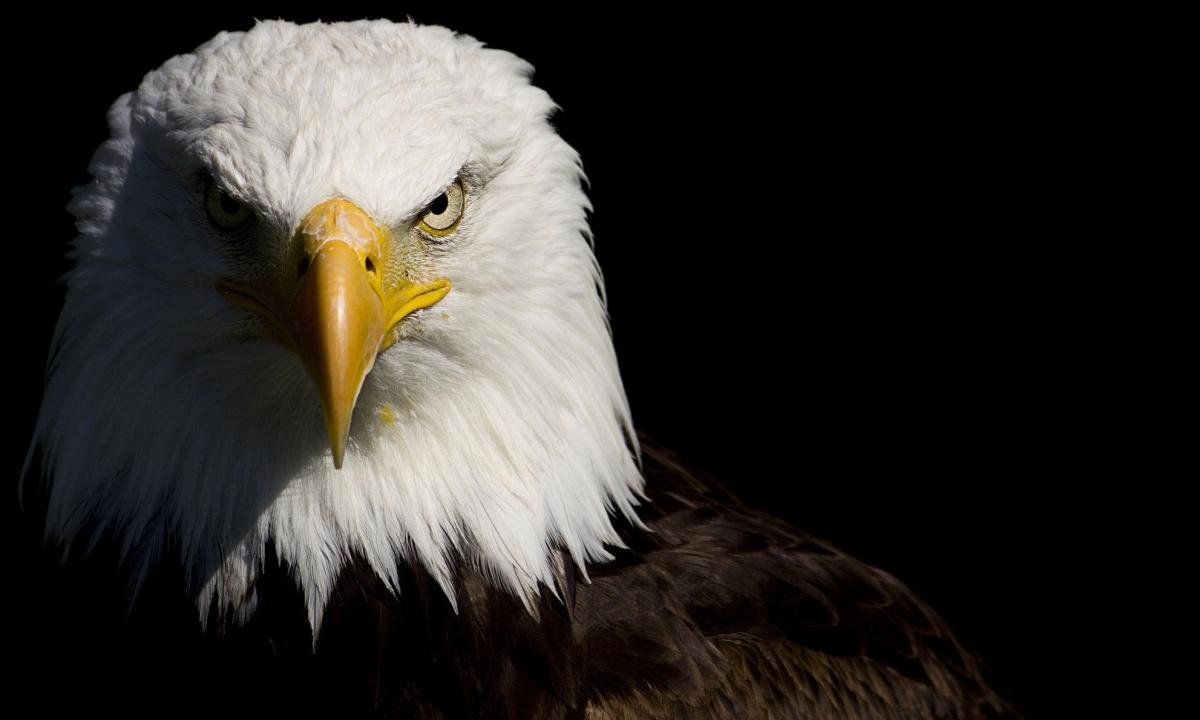 Free American Bald Eagle high quality wallpaper ID:68604 for hd 1200x720 computer