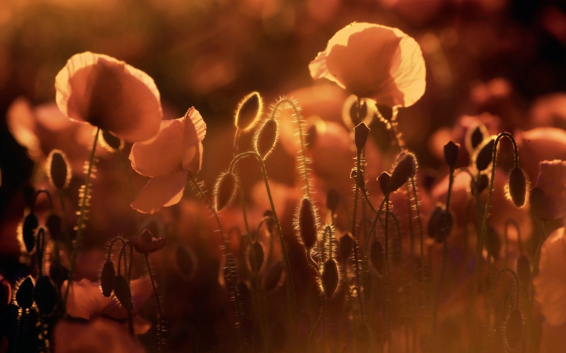 Awesome Poppy free background ID:99821 for hd 1920x1200 desktop