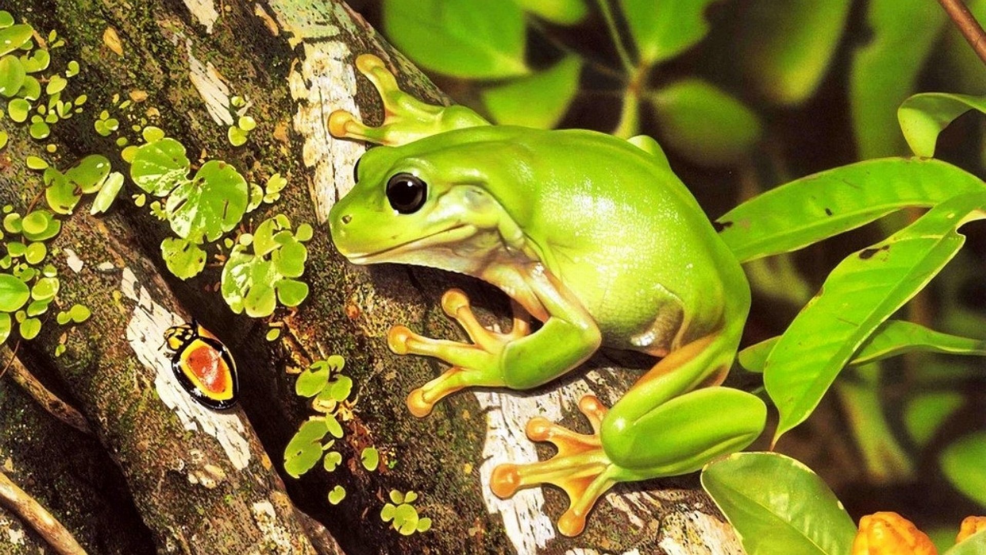 Free Frog high quality wallpaper ID:328767 for full hd 1080p PC